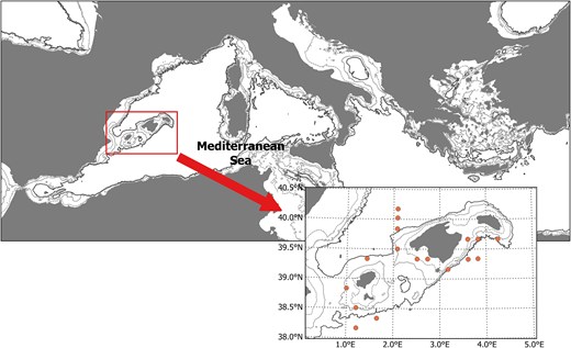 Els científics revelen la clau de l’èxit larvari de la tonyina vermella al Mediterrani
