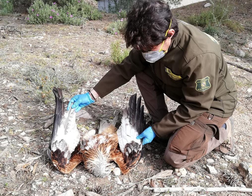Tres milanes reials mortes per enverinament