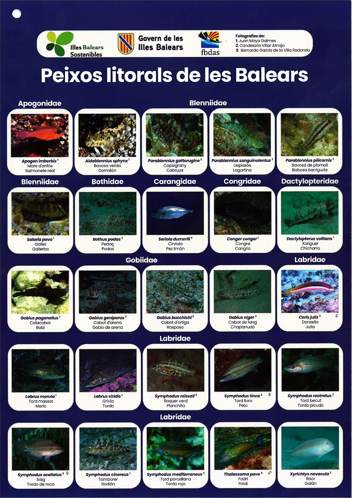 Una nova guia per identificar els peixos litorals de les Illes Balears