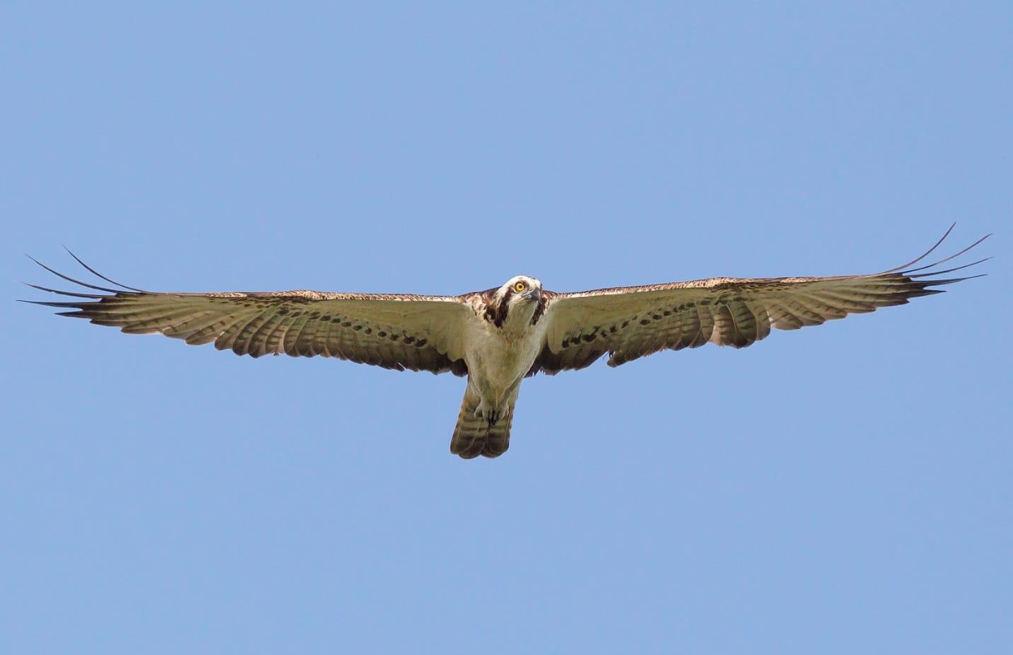 L'àguila peixatera torna a criar a sa Dragonera, 70 anys després