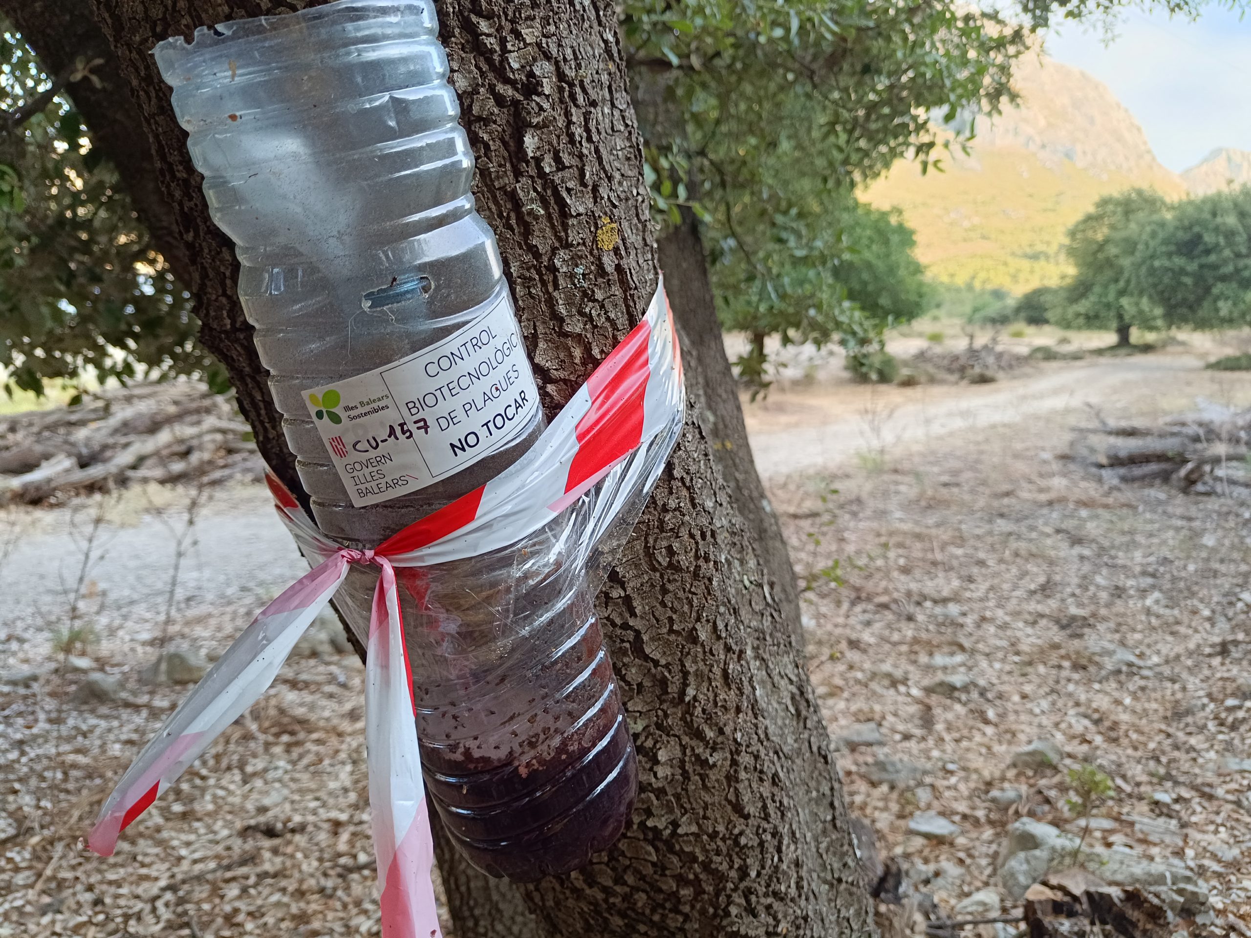 El Consell de Govern ha aprovat dues actuacions per reforçar la conservació de les masses forestals de les Illes Balears i prevenir l’impacte de plagues, malalties i incendis. La inversió total prevista fins a 2028 és de 6,7 milions d’euros. D’una banda, es destinaran 4,61 milions al projecte «Millora fitosanitària de la massa forestal de les Illes Balears: boscs més sans», que vol garantir el bon estat dels alzinars i altres formacions forestals. L’atenció se centrarà especialment en els boscs de la Serra de Tramuntana, Patrimoni Mundial de la UNESCO, amenaçats pel banyarriquer (Cerambyx cerdo), un escarabat que debilita els arbres. Les actuacions previstes inclouen tala selectiva d’exemplars afectats, control d’insectes nocius i millora de la gestió forestal. Segons el Govern, la clau és la prevenció: boscs més sans són boscs més resistents als patògens i als incendis. D’aquesta inversió, 4,26 milions es destinaran a Mallorca i 351.000 euros a Menorca. A més, s’ha donat llum verda al projecte «Compliment de la legislació per combatre organismes de quarantena i altres organismes nocius en l'àmbit forestal», dotat amb 2,09 milions d’euros. La mesura beneficiarà totes les illes i posarà un èmfasi especial en el control de la Xylella fastidiosa i altres plagues regulades, com els escarabats Anoplophora, el nematode del pi o el fong Fusarium circinatum. En aquest cas, Mallorca rebrà 1,52 milions, Menorca i Eivissa 270.000 cadascuna i Formentera 25.000 euros. Les actuacions inclouen tant tasques de vigilància fitosanitària com mesures preventives per evitar la introducció i propagació de nous organismes nocius.