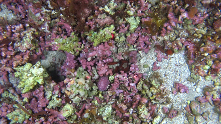 L’IEO-CSIC cartografia fons marins de gran valor ecològic davant les costes de Balears i Múrcia
