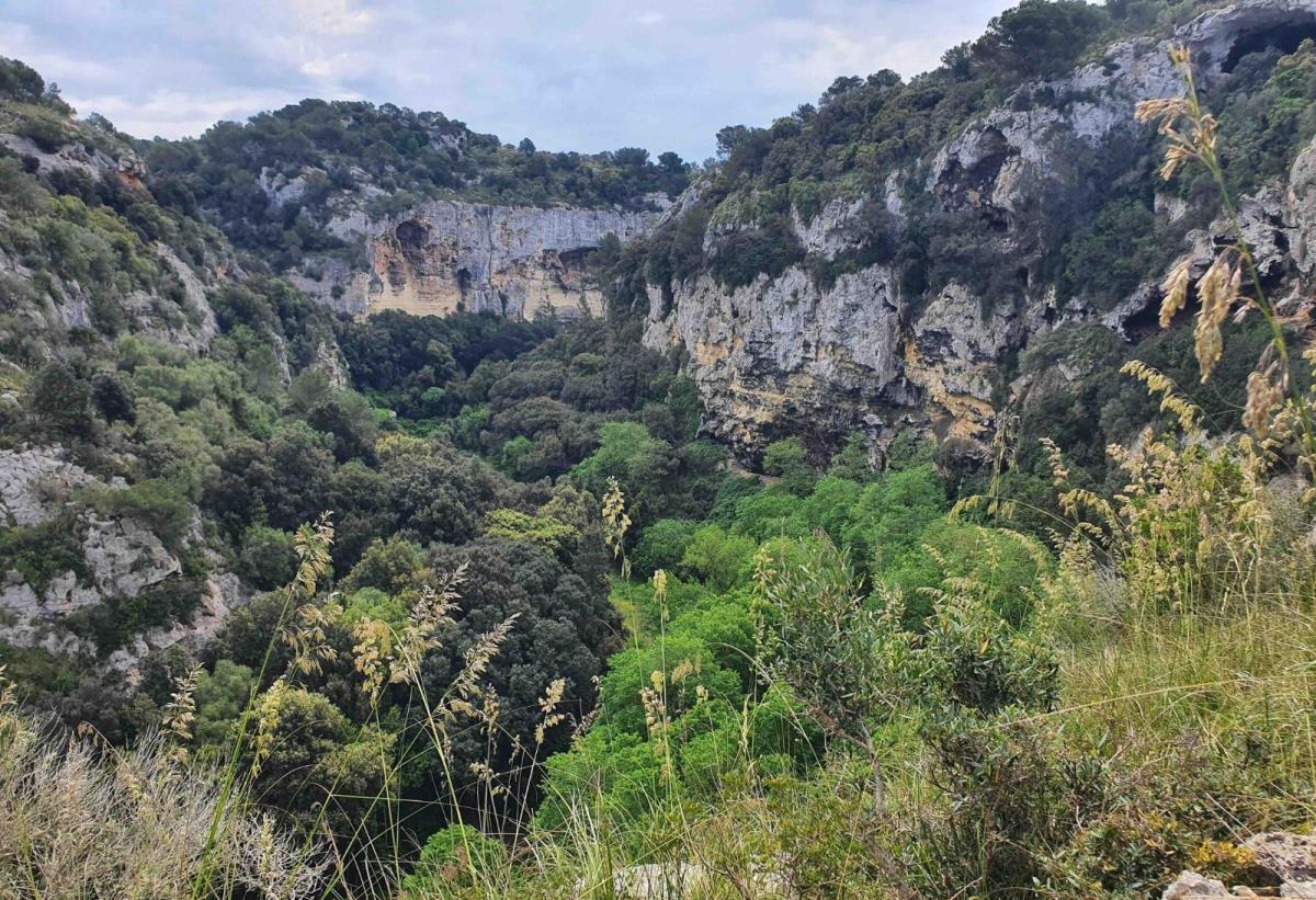 El Consell Insular de Menorca ha fet públiques dues peticions d’oferta per reforçar la gestió forestal de l’illa: la redacció dels Plans Tècnics de Gestió Forestal (PTGF) de set finques públiques i l’elaboració d’una cartografia detallada de les masses forestals madures. Els plans afectaran les finques des Torretó (Ciutadella), Milà Nou (Maó), Santa Àgueda i S’Enclusa (Ferreries), Son Catlar (Ciutadella), Torre d’en Galmés (Alaior) i Santa Eularieta (Alaior/Mercadal), que sumen un total de 168 hectàrees. Els documents hauran d’incloure criteris d’aprofitament i conservació, una proposta d’ús públic i la identificació dels valors patrimonials i ambientals, a més d’incorporar cartografia compatible amb la Infraestructura de Dades Espacials d’IDE Menorca. Pel que fa a la cartografia de masses forestals madures, l’encàrrec donarà continuïtat a l’estudi recent elaborat per l’especialista Pere Fraga, que ha identificat 35 zones d’interès i quatre grans àrees boscoses de l’illa. El treball inclourà prospeccions de camp i la redacció de fitxes per a cada massa, amb indicadors de maduresa, estat de conservació i pressions que puguin afectar-les. El conseller de Medi Ambient, Reserva de Biosfera i Cooperació, Simón Gornés, ha destacat que aquestes iniciatives “permetran identificar i protegir les formacions amb més valor ecològic, actuals o en formació”. Segons ha avançat, la previsió és disposar de la nova cartografia operativa durant el primer trimestre de 2026. Amb aquests encàrrecs, el Consell vol dotar-se d’eines tècniques per planificar la gestió forestal, ordenar els usos públics i garantir que qualsevol actuació sigui compatible amb la preservació dels boscos madurs i de la biodiversitat de Menorca.
