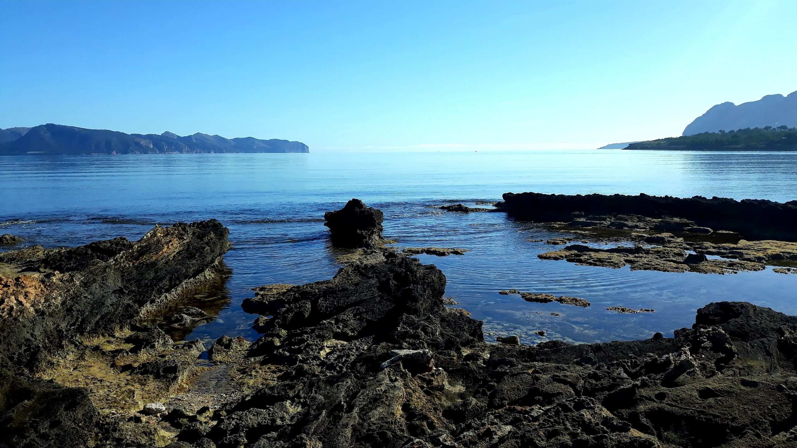 Arrels Marines, la Fundació Marilles, el GOB-Mallorca i Shark Med han presentat al·legacions al projecte de decret del Pla de Gestió per a la pesca professional a les aigües interiors de les badies de Pollença i Alcúdia. El període d’informació pública va finalitzar el passat 17 de setembre i les quatre entitats han treballat conjuntament, amb trobades i consultes amb experts, per elaborar les seves esmenes. Les organitzacions valoren positivament la iniciativa del Govern i del sector pesquer per regular l’activitat en aquests espais protegits, però demanen una major participació de les entitats de conservació marina perquè la cogestió sigui una realitat efectiva. Subratllen que les al·legacions tenen com a objectiu millorar la gestió pesquera, la conservació dels recursos marins i la col·laboració entre tots els sectors implicats. Entre les propostes presentades, destaquen diverses coincidències: la petició de mantenir la mussola dins el llistat d’espècies protegides a les reserves marines, la crítica a l’ampliació de la vigència de les llicències de pesca submarina d’un a tres anys, i la demanda de més informació científica abans d’autoritzar la pesca d’arrossegament a la zona d’es Mollets, on es coneix la presència d’hàbitats vulnerables. També insisteixen en la necessitat d’aprofundir en estudis sobre espècies i hàbitats d’alt valor ecològic, com les gorgònies. Les entitats consideren fonamental reforçar el paper de la Comissió de Cogestió. Afirmen que el pla hauria d’haver sorgit ja des d’una comissió participativa amb representació de les organitzacions conservacionistes i reclamen que aquest òrgan no sigui només consultiu, sinó que disposi de capacitat real d’actuació per garantir una gestió compartida. En el conjunt de les seves al·legacions, Arrels Marines, Marilles, el GOB i Shark Med reiteren la seva voluntat d’implicar-se en la gestió de la pesca a les badies de Pollença i Alcúdia i defensen que les decisions s’han de prendre amb base científica i amb l’objectiu de millorar la conservació de la vida marina.