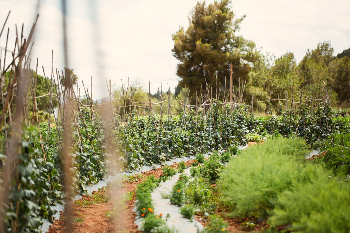 L’agricultura ecològica va créixer un 4,8% el 2024 a Eivissa