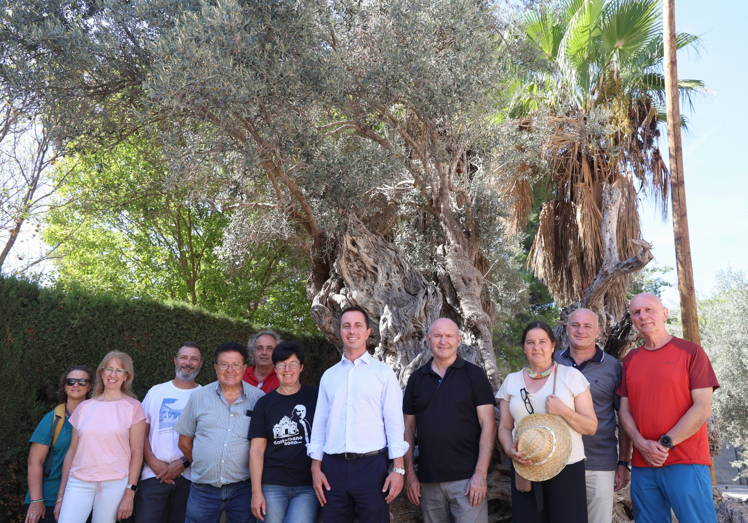 El Consell de Mallorca catalogarà les oliveres monumentals