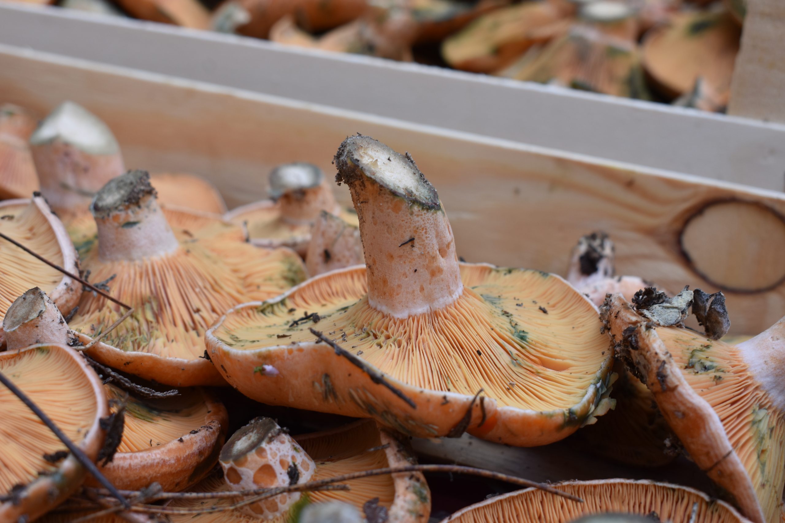 El novembre arriba amb la seva calma freda i humida, amb dies que s’escurcen i un sol que es retira prest, deixant les feines del camp limitades a les poques hores de llum. A les sis de l’horabaixa ja fa fosca i, per aprofitar el dia, cal aixecar-se d’alba. El paisatge canvia de color, la natura s’adorm i el cicle agrícola entra en una nova etapa. Als jardins, és temps de sembrar anèmones, flors de lis i violetes, plantes que resistiran bé els freds que s’apropen i floriran quan arribi la primavera. També és un bon moment per poder els arbres i plantes de fulla caduca, aprofitant la lluna vella. Als horts, la feina és constant. Es poden collir les bledes, colfloris, cols, colls de Brussel·les, pastanagues, patates primerenques i endívies, que faran bones sopes i guisats. També s’hi poden sembrar o trasplantar cebes, espinacs, xirivies, pèsols, faves, cigrons i alls —aquests darrers, amb lluna minvant—. Els qui vulguin avançar feina poden preparar els planters de primavera i sembrar les llavors de les hortalisses i flors que es posaran més endavant. La terra dels sementers que no s’han sembrat de pastura s’ha de començar a llaurar amb l’arada en pala per airejar-la i preparar-la per a la primavera. És el moment idoni també per adobar amb fems naturals, que enriquiran el sòl de cara a les sembres vinents. A les pastures, que ja han arrelat, s’hi poden amollar les ovelles perquè hi paisseixin, però sense abusar-ne, per evitar que arrabassin l’herba. Les ovelles i cabres, moltes d’elles prenyades o amb anyells petits, necessiten racions extres de menjar: farratge, herba seca o un poc d’alfals per variar la dieta. L’aviram que es vol vendre o menjar per Nadal també s’ha de començar a paixir perquè agafi bon pes i la carn sigui més gustosa. El bosc és generós en aquests dies de tardor avançada. Les pluges abundants han fet sortir esclata-sangs, cames seques, orelles de llebre, peus de rata i, als racons més humits, els primers picornells peluts, que resisteixen bé els freds inicials. També és temporada de tords i grives, molt apreciats pels caçadors i presents a la cuina tradicional, torrats o en arròs brut. Als olivars, el novembre és temps de plena collita. Les olives, ja negres i carregades d’oli, es porten a les tafones, d’on brolla el líquid espès i daurat que omple les cases de fragància. I en els fruiters, la humitat i la baixa insolació fan del mes un moment òptim per sembrar noves espècies —com garrovers o altres arbres difícils de regar—, ja que l’activitat vegetativa és mínima i l’arbre pateix poc en arrelar. Les nits són llargues, humides i plenes de rosada. Quan el cel és clar, les serenes cobreixen els camps, i dins les fondalades s’aixequen les primeres boires, preludi de l’hivern. Pel que fa a la recol·lecció, comença la temporada de les taronges i és plena la de les clementines. També es cullen codonys, kiwis, llimones, olives verdes i nesples, i encara es troben algunes figues de moro, magranes i pomes. Entre les verdures, és moment de pastanagons, porros, raves, cama-rotges, carxofes, cols, espinacs, lletuga, moniatos i patates novelles. Novembre és, a més, un mes de festa i tradició. Culturalment, s’hi considera l’inici de l’hivern i el tancament de l’any agrícola. Les fires, les sembres i les matances marquen el calendari rural, i els primers freds conviden a encendre foc i preparar les primeres llangonisses i botifarrons de la temporada. El dia 1, Tots Sants, i el 2, Difunts, ocupen un lloc central dins el calendari cultural mallorquí. Són jornades de memòria i convivència amb els avantpassats. Antigament, durant la Nit de les Ànimes, es deixaven llums i presents per acollir els difunts, i els infants jugaven al joc de les animetes, cercant panellets i castanyes amagades per la casa, com a mostra del pas de les ànimes visitants. La taula de Tots Sants és plena de productes de temporada: nesples, arboces, aglans, codonys, castanyes, magranes, moniatos, anous, mandarines o cols, acompanyats de vi ranci o novell. La rebosteria típica inclou panellets, bunyols i rosaris ensucrats. Els bunyols, banyats amb mel o arrop, i els panellets, elaborats amb ametlla i pinyons, són símbols d’aquesta època de transició, dolça i melangiosa. El novembre, amb la seva foscor primerenca i el seu ritme pausat, ens convida a reconnectar amb la terra, a fer feina de fons i a honorar les arrels. És el mes que anuncia el repòs de l’hivern i la maduració de tot allò que hem sembrat.