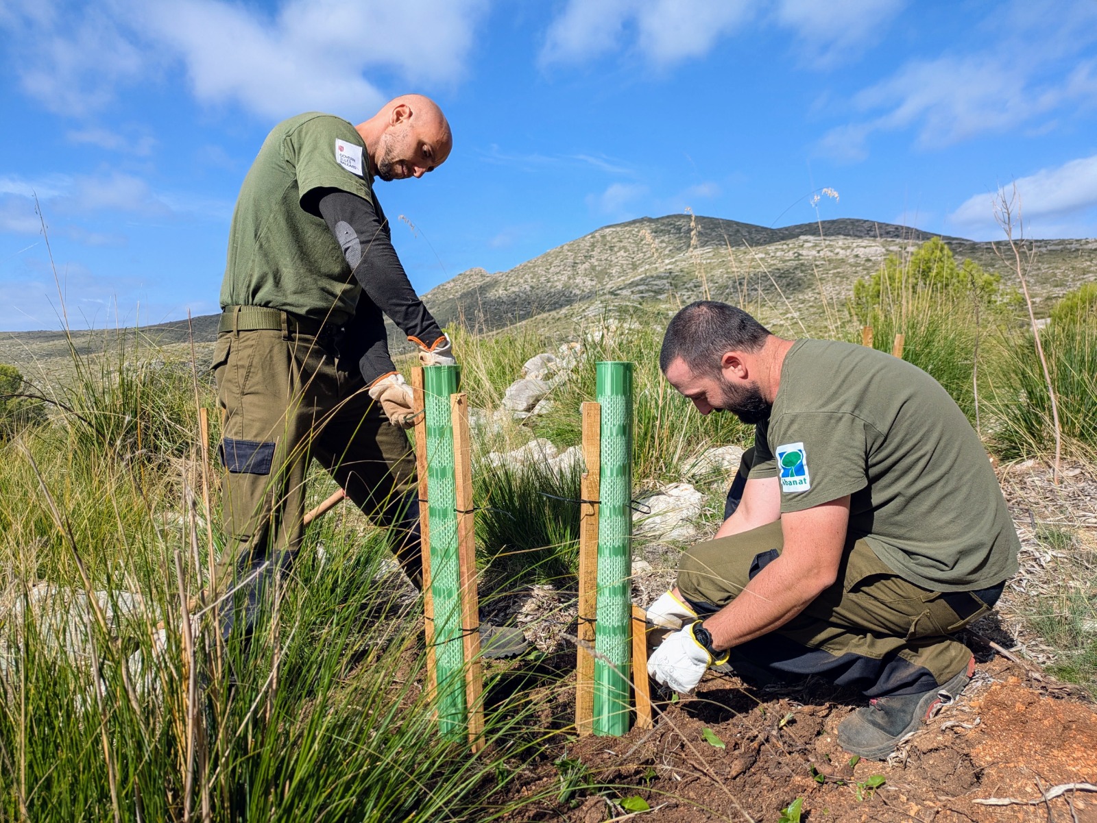 L'IBANAT sembra 40.000 arbres i arbusts a la Península d'Artà