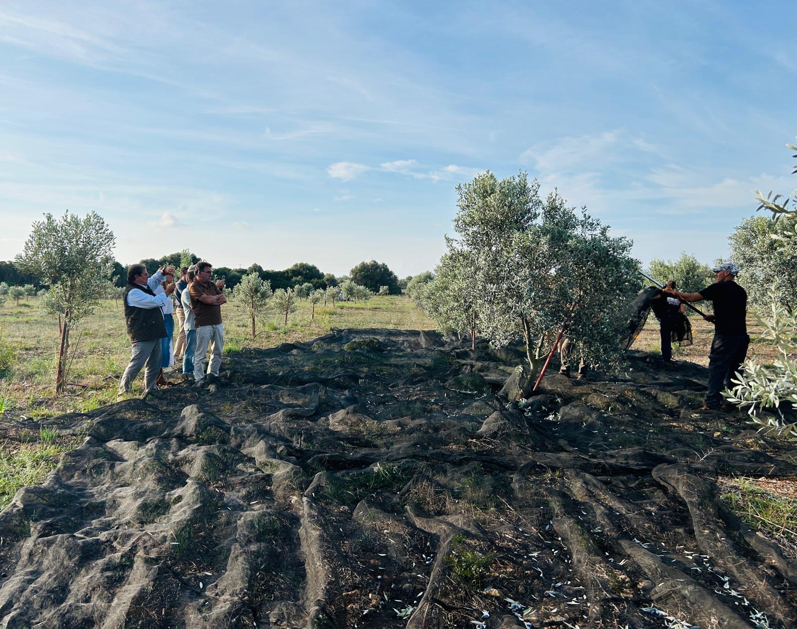 Menorca també fa oli d'oliva de qualitat: 40.000 oliveres i 25 productors