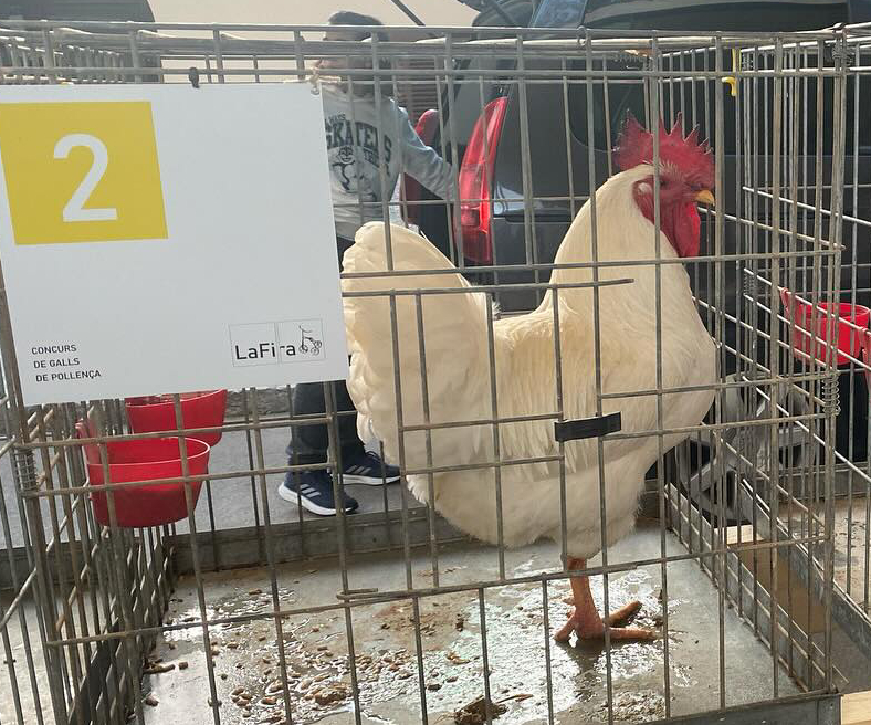 Pollença convoca el Concurs de Galls i premiarà les races autòctones