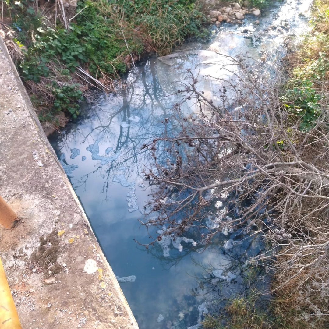 Preocupació a Sencelles per la mort de 20 arbres en el torrent i aigua de color blanc