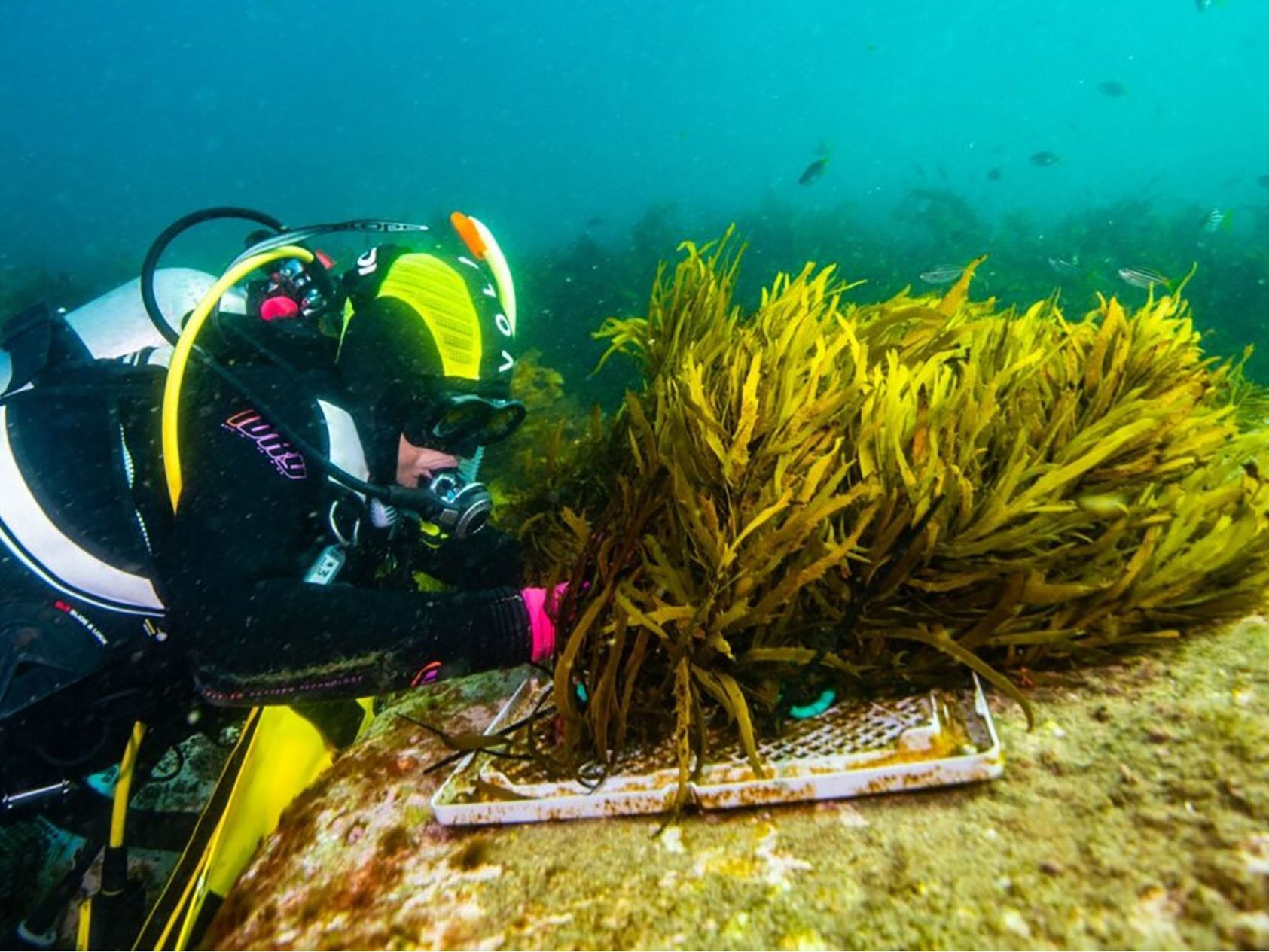 La científica Fiona Tomàs, en una crida urgent per agilitar els permisos per a la restauració marina