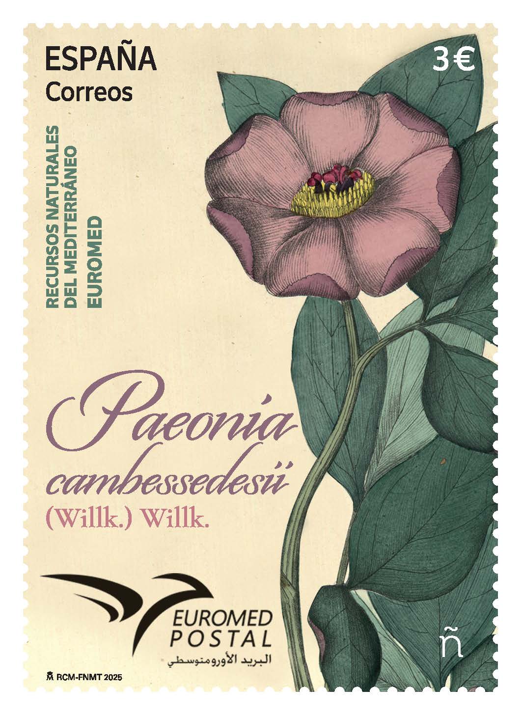 Ja està obert el termini per votar el millor segell de la sèrie Euromed Postal 2025, el concurs anual que organitza la Unió Postal per al Mediterrani (PUMed). Enguany, el tema comú de la convocatòria és Els recursos naturals del Mediterrani, i Correos ha triat la peònia balear (Paeonia cambessedesii) per representar Espanya. La PUMed es va crear el 15 de març de 2011 a Roma sota el paraigua de la Unió Postal Universal (UPU) i actualment agrupa diversos operadors postals de la regió mediterrània. Cada any, els països membres emeten un segell inspirat en un tema compartit i presenten els seus dissenys al públic, que pot votar la seva opció preferida. En aquesta edició, les votacions estaran obertes fins al 15 de novembre a través del web euromed-postal.org/voting . El segell dedicat a la Paeonia cambessedesii, endèmica de Mallorca, va entrar en circulació el 8 de juliol de 2025 amb una tirada de noranta mil exemplars i tres mil plecs premium. Té un valor postal de 3 euros i mostra una il·lustració detallada de la flor, el tija i les fulles d’aquesta planta. També s’han editat sobres commemoratius del primer dia de circulació, amb la imatge del segell i el mata-segells corresponent. La peònia balear és una espècie perenne de la família Paeoniaceae que porta el nom del botànic francès Jacques Cambessèdes. Pot arribar als 60 centímetres d’alçada i destaca per les seves flors roses vistoses i els tons vermellosos i verds blavosos de les seves fulles. Creix de manera natural en zones de muntanya de Mallorca, on és considerada una espècie emblemàtica de la flora insular.