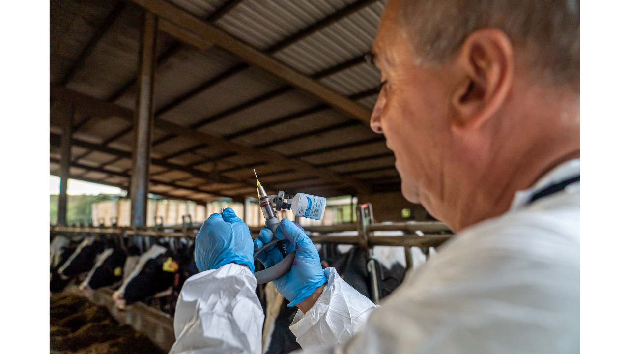 Les Balears es blinden per evitar l'entrada de la dermatosi nodular contagiosa