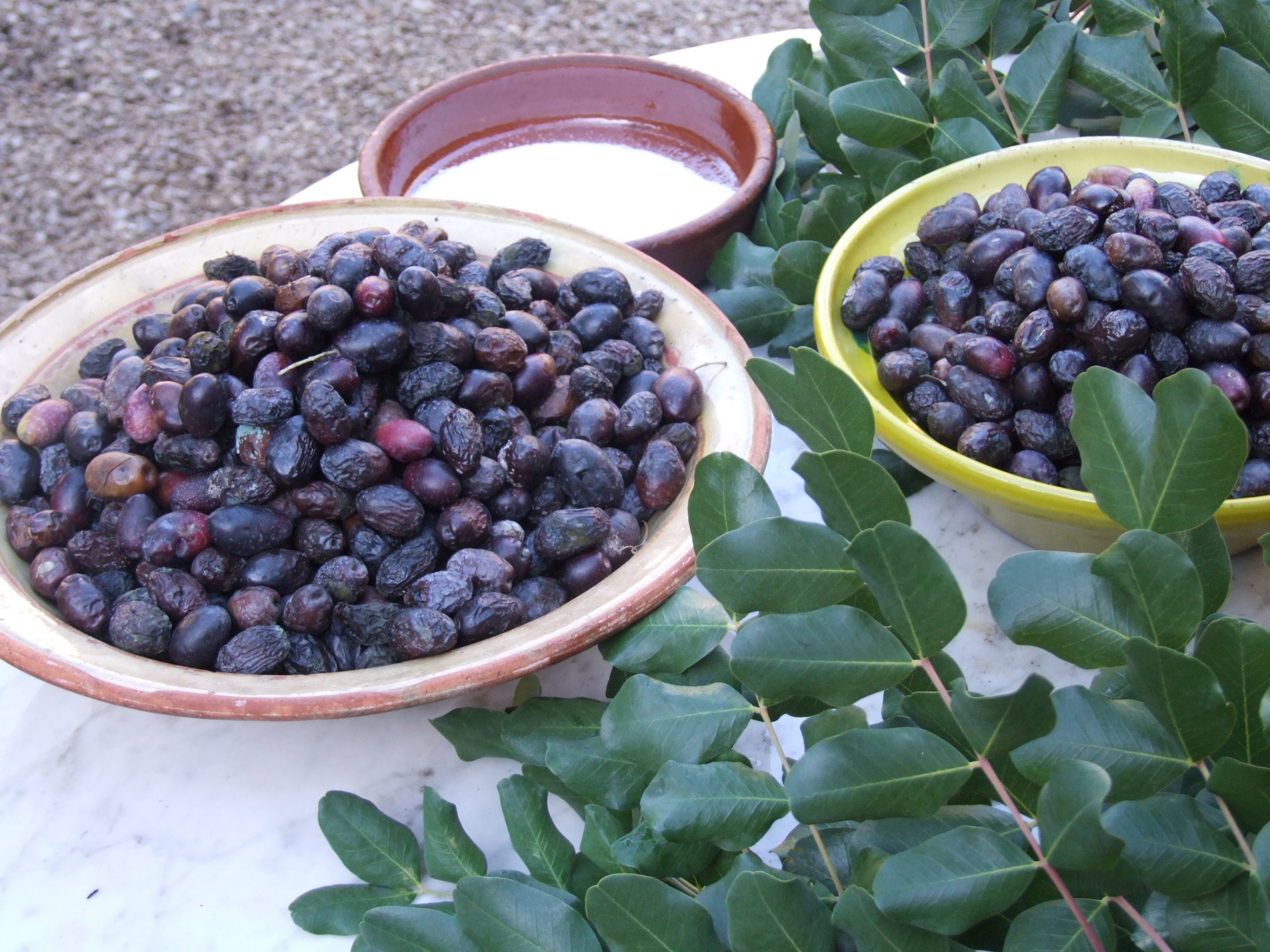 Collir oliva, l'activitat de tardor a la Serra de Tramuntana