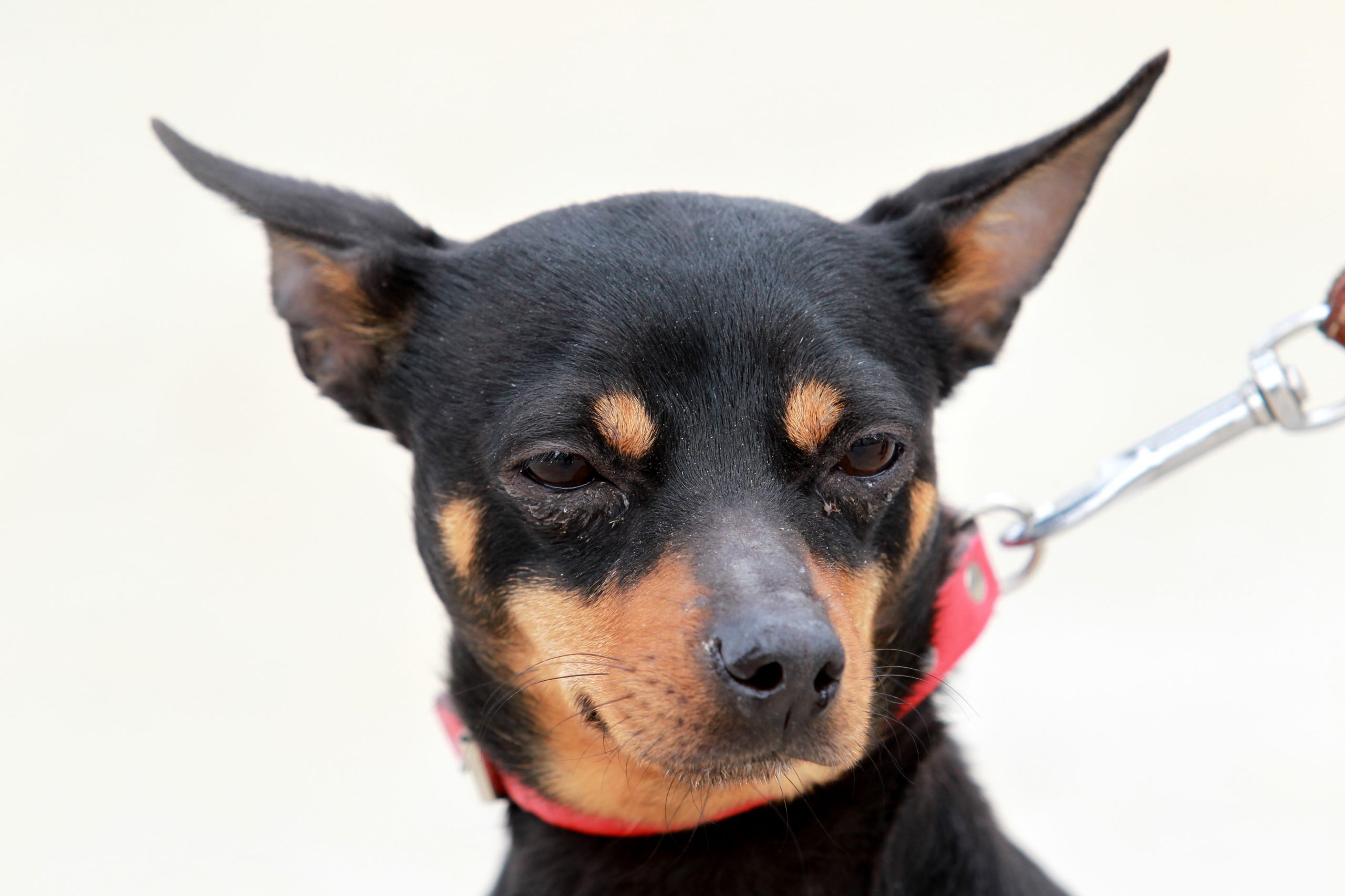 El ca rater: amorós, intel·ligent, viu i nerviós