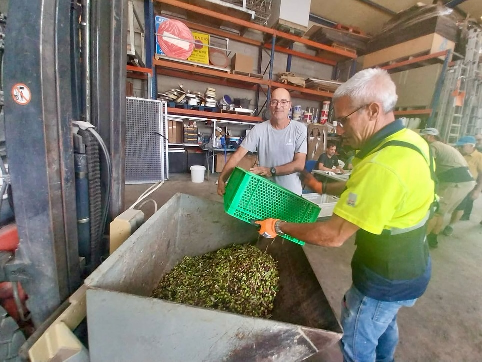 Son Servera produeix comunitàriament 2.753 litres d'oli d'oliva autènticament serverí