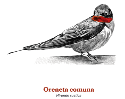 Riquesa biològica i bellesa natural mitjançant la fauna que migra