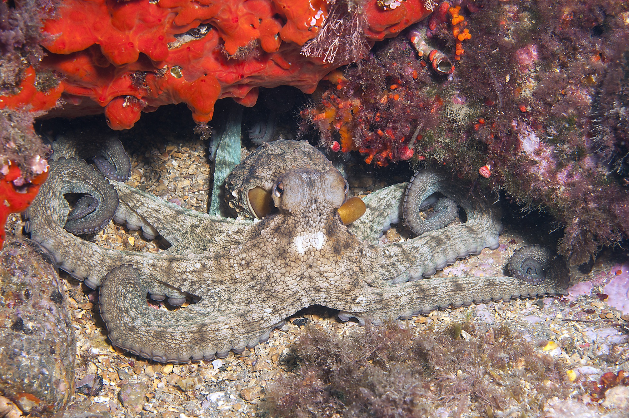 La prohibició de l’arrossegament al Canal de Menorca millora la biodiversitat més del previst