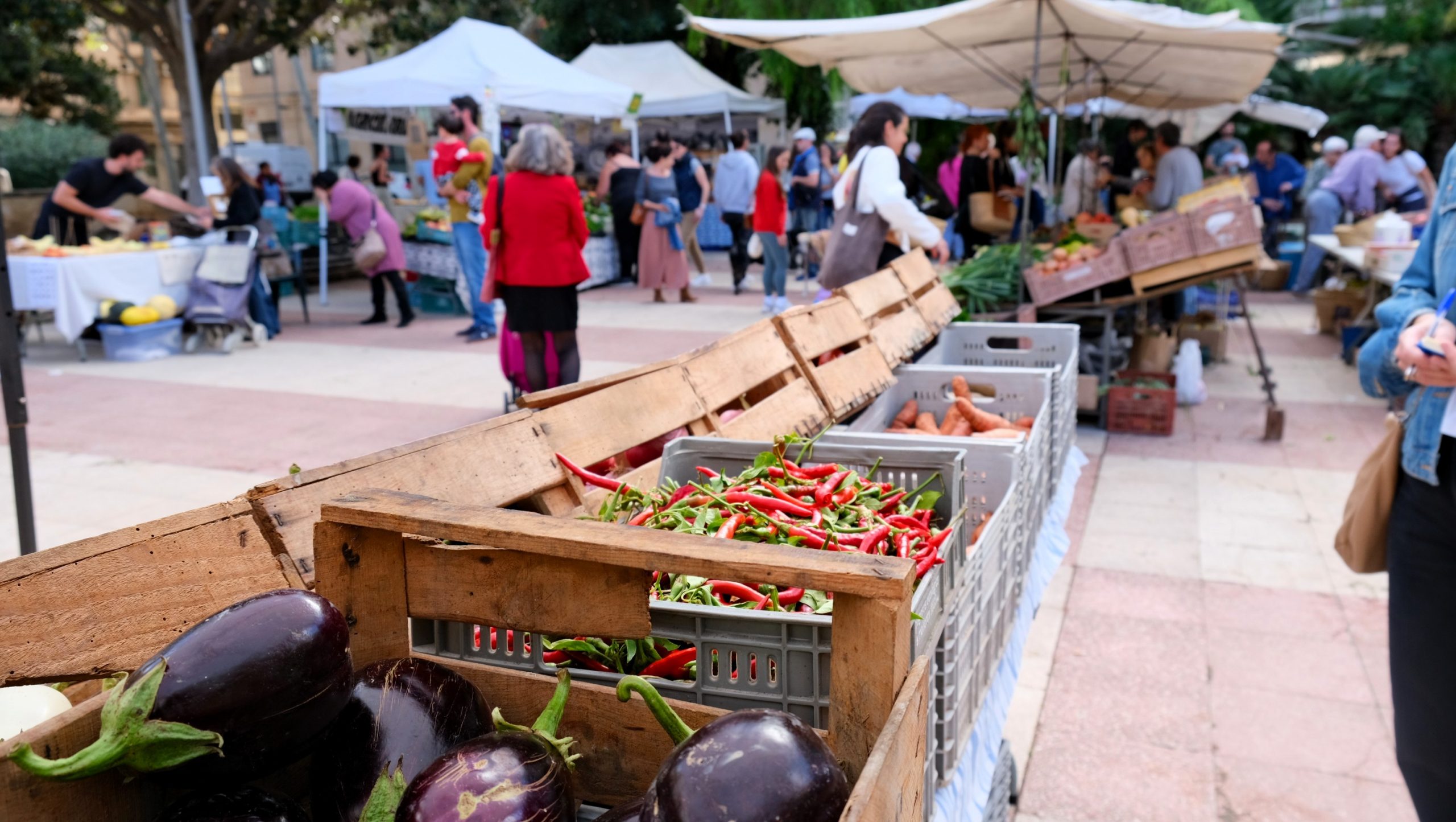 La plaça dels Patins ha viscut aquest dissabte un matí intens i festiu amb motiu del 15è aniversari del Mercat Ecològic de Palma. La celebració, oberta a tothom, ha reunit centenars de persones entre parades, tallers, música i degustacions, en un ambient que ha posat de manifest l’arrelament d’aquest espai a la ciutat i el seu paper com a punt de trobada entre productors ecològics i consumidors. La jornada ha arrencat a les 10 h amb la inauguració institucional, que ha comptat amb la presència de la Directora General de Sanitat, Consum, Mercats i Fires de l’Ajuntament de Palma, María del Carmen Espaza; la Consellera Insular de Promoció Econòmica i Desenvolupament Local, Pilar Amate; el Director Insular de Promoció Econòmica, Producte de Mallorca i Comerç, Álvaro Roca, i el Director General de Qualitat Agroalimentària del Govern, Joan Llabrés. Amb el mercat en plena activitat, visitants habituals i debutants han aprofitat per omplir la senalla enmig d’un ambient especialment animat. Tallers, tastos i música en directe El programa d’activitats ha ofert propostes per a tots els públics. APAEMA ha conduït un taller gratuït d’horts urbans, molt concorregut per famílies i persones interessades a iniciar-se en l’autocultiu. Paral·lelament, l’Associació de Varietats Locals ha organitzat una degustació de productes que expliquen la història agrícola de Mallorca a través de llavors seleccionades i preservades al llarg de generacions. Un dels moments més festius ha estat el concert del duo Marino e Marini, que ha portat fins al centre de Palma l’estètica i l’humor de la música italiana dels anys cinquanta i seixanta. Les compres del dia també han tingut recompensa: totes les persones que han passat per les parades han participat en el sorteig de paneres de productes ecològics, molt esperat entre els assistents. Quinze anys d’un mercat pioner Creat el 2010 per l’Associació de Varietats Locals, Lligams i APAEMA, amb el suport municipal, el Mercat Ecològic de Palma es va convertir en el primer mercat ecològic estable d’una capital de província a l’Estat i en l’únic mercat 100% pagès de les Illes Balears. Cada dimarts i dissabte, productors de fruita, verdura, pa, formatge, embotit, mel, oli, vi i altres aliments ecològics venen directament al públic, sense intermediaris. Des d’APAEMA destaquen que aquest espai ha mantingut intactes els valors que el van veure néixer: proximitat, defensa de les varietats locals, sostenibilitat i relació directa entre consumidores i productores.