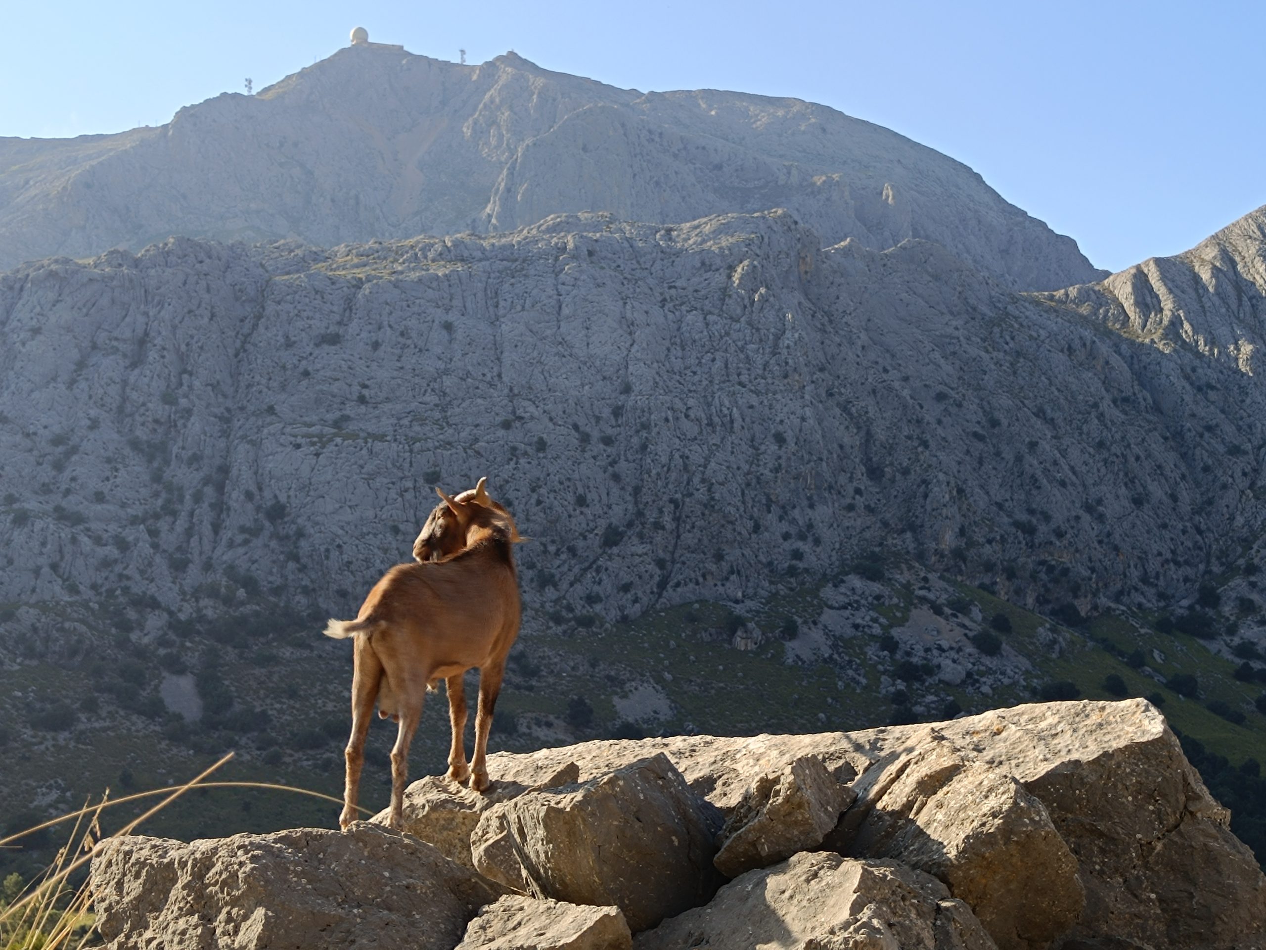 El Consell de Mallorca ha aprovat una resolució que prohibeix expressament alimentar o enllepolir les cabres salvatges i assilvestrades a punts crítics de l’illa, com ara miradors, pàrquings turístics, cales o zones molt visitades. La mesura, publicada al Butlletí Oficial de les Illes Balears, també inclou la prohibició de deixar restes d’aliments o fems que puguin atreure aquests animals. L’objectiu és evitar la concentració anòmala de caprins, que genera problemes de seguretat, desequilibris ecològics i dificultats en la gestió de la fauna. Segons el Departament de Medi Ambient, la pràctica d’alimentar les cabres s’ha estès especialment a la Serra de Tramuntana i en zones turístiques, on els animals baixen a la recerca de menjar durant l’estiu. Aquest costum altera el seu comportament natural i pot derivar en actituds agressives per part d’alguns exemplars. A més, la barreja amb cabres assilvestrades posa en risc la conservació de la cabra salvatge mallorquina, una varietat única i protegida per la seva singularitat genètica. La resolució estableix que els titulars de vedats i gestors cinegètics queden exclosos de la prohibició, ja que poden aportar aliment dins del marc de la gestió controlada dels recursos cinegètics. L’incompliment de la norma pot ser sancionat d’acord amb la Llei balear de caça i pesca fluvial, que considera greu l’atracció o alteració artificial de les poblacions cinegètiques. Per facilitar el compliment de la mesura, el Consell ha aprovat un model de rètol oficial que es podrà col·locar als espais afectats. Els cartells, de mida A4 o A3 i amb el logotip institucional, informaran clarament de la prohibició de donar menjar a les cabres i de la seva base legal. La resolució entra en vigor el mateix dia de la seva publicació al BOIB.