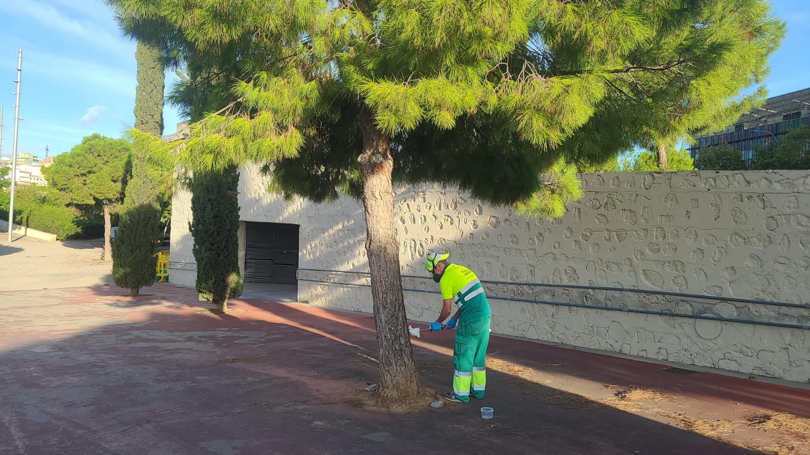 L’Àrea d’Infraestructures, Accessibilitat i Polígons Industrials de l’Ajuntament de Palma ha intensificat aquests dies les tasques preventives contra la processionària del pi amb l’aplicació d’un tractament d’endoteràpia en diverses zones verdes de la ciutat. L’actuació, executada pel servei municipal de Parcs i Jardins, ha arribat a més de 2.400 exemplars de pi situats en parcs públics, espais verds, alguns centres d’educació infantil i primària i a l’entorn de Bellver. La tècnica d’endoteràpia consisteix en la injecció d’un producte al tronc perquè viatgi a través de la saba fins a les fulles, on s’alimenten les erugues. D’aquesta manera, el tractament actua de manera directa sobre la plaga durant els mesos en què és més activa, entre gener i març. Segons el consistori, aquesta intervenció forma part d’una estratègia preventiva per evitar la proliferació d’una eruga que pot causar afectacions tant a animals com a infants. La campanya inclou també altres mesures complementàries, com la instal·lació de collets als troncs per capturar les erugues quan baixen a terra.