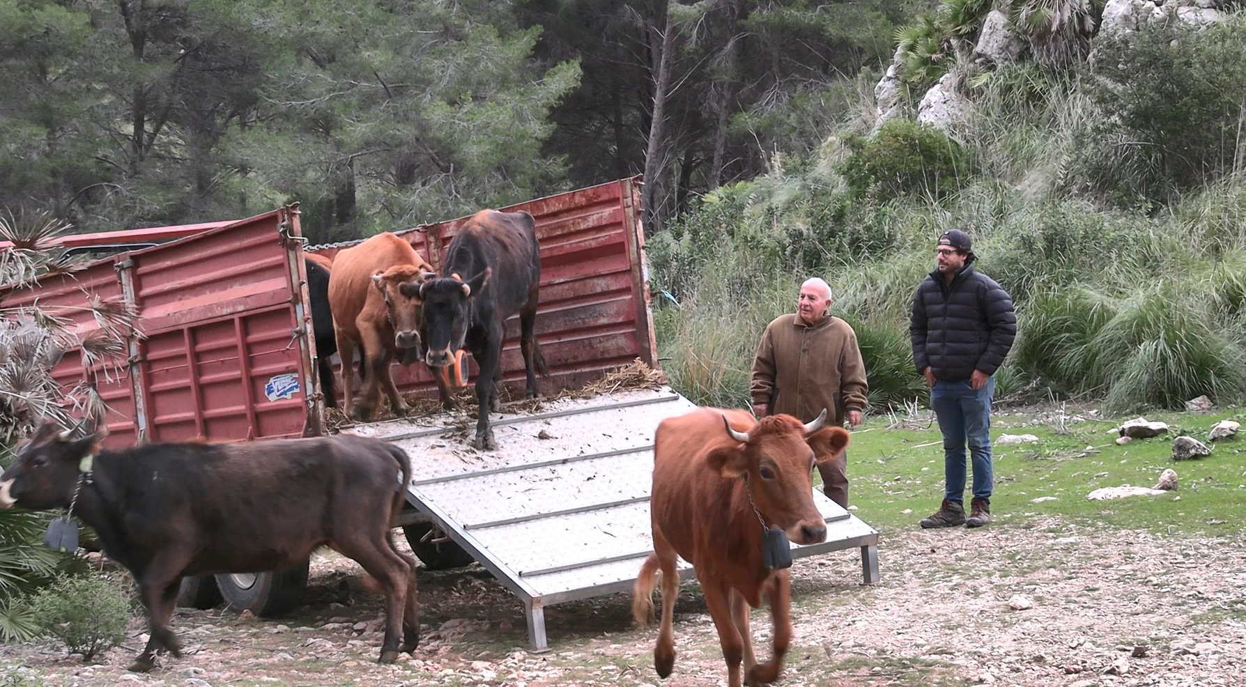 Calvià incorpora vuit vaques de raça mallorquina a la finca de Galatzó