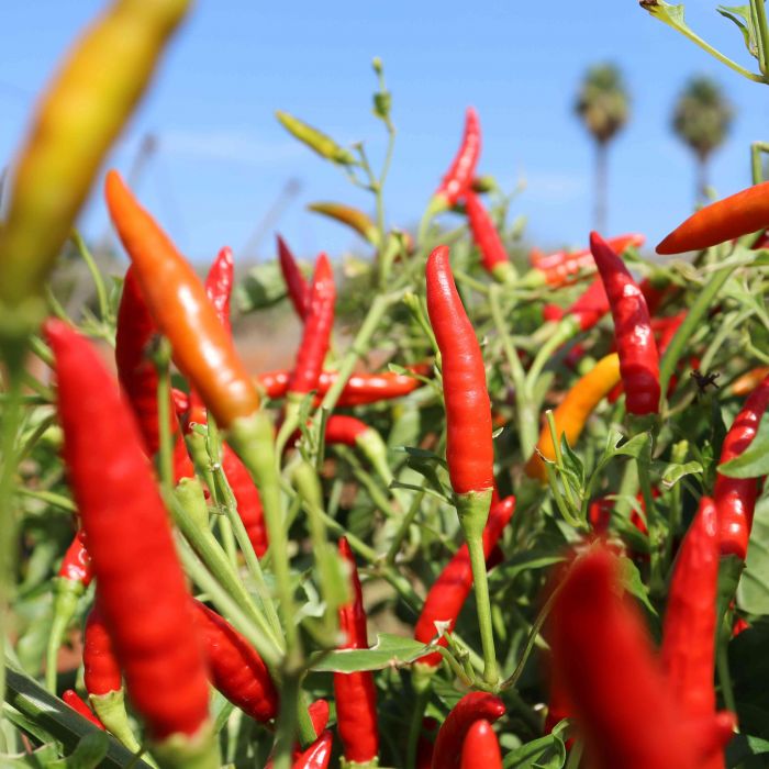 El Catàleg de Varietats Locals suma nou incorporacions