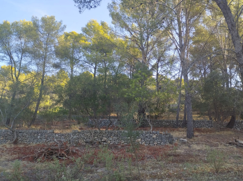 El Govern dicta ajudes per gestionar els boscs i evitar incendis