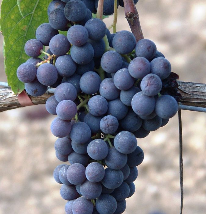 Escursac, giró negre i esperó de gall, antigues varietats ara autoritzades per fer vi