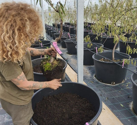 La Xylella, a punt d'acabar amb els ametllers del banc de germoplasma de Son Real