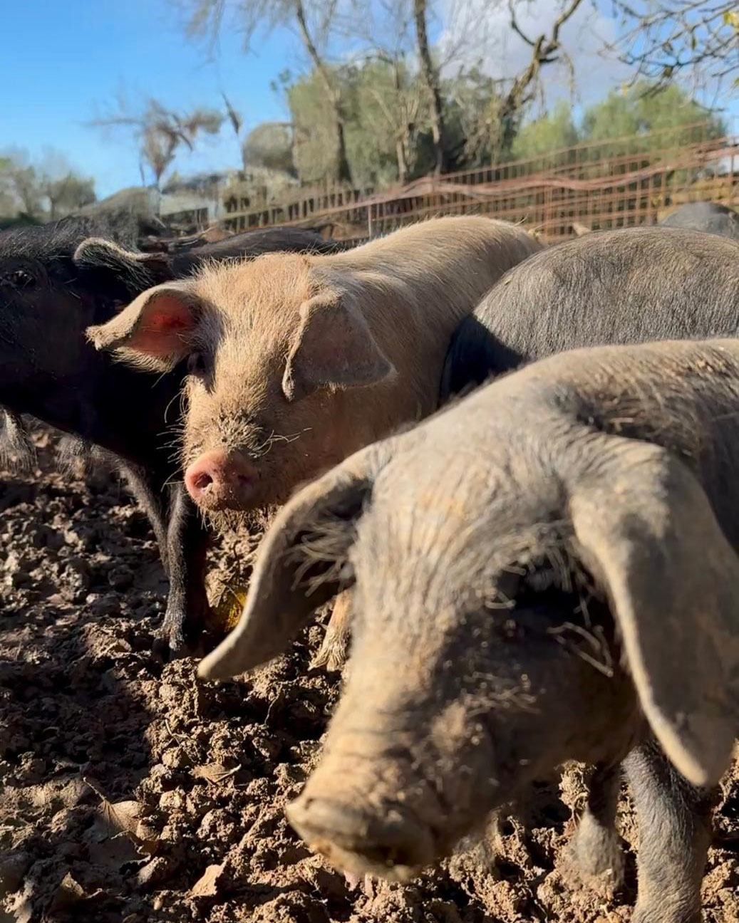 El Govern Balear reforça la vigilància per evitar l'entrada de la pesta porcina africana
