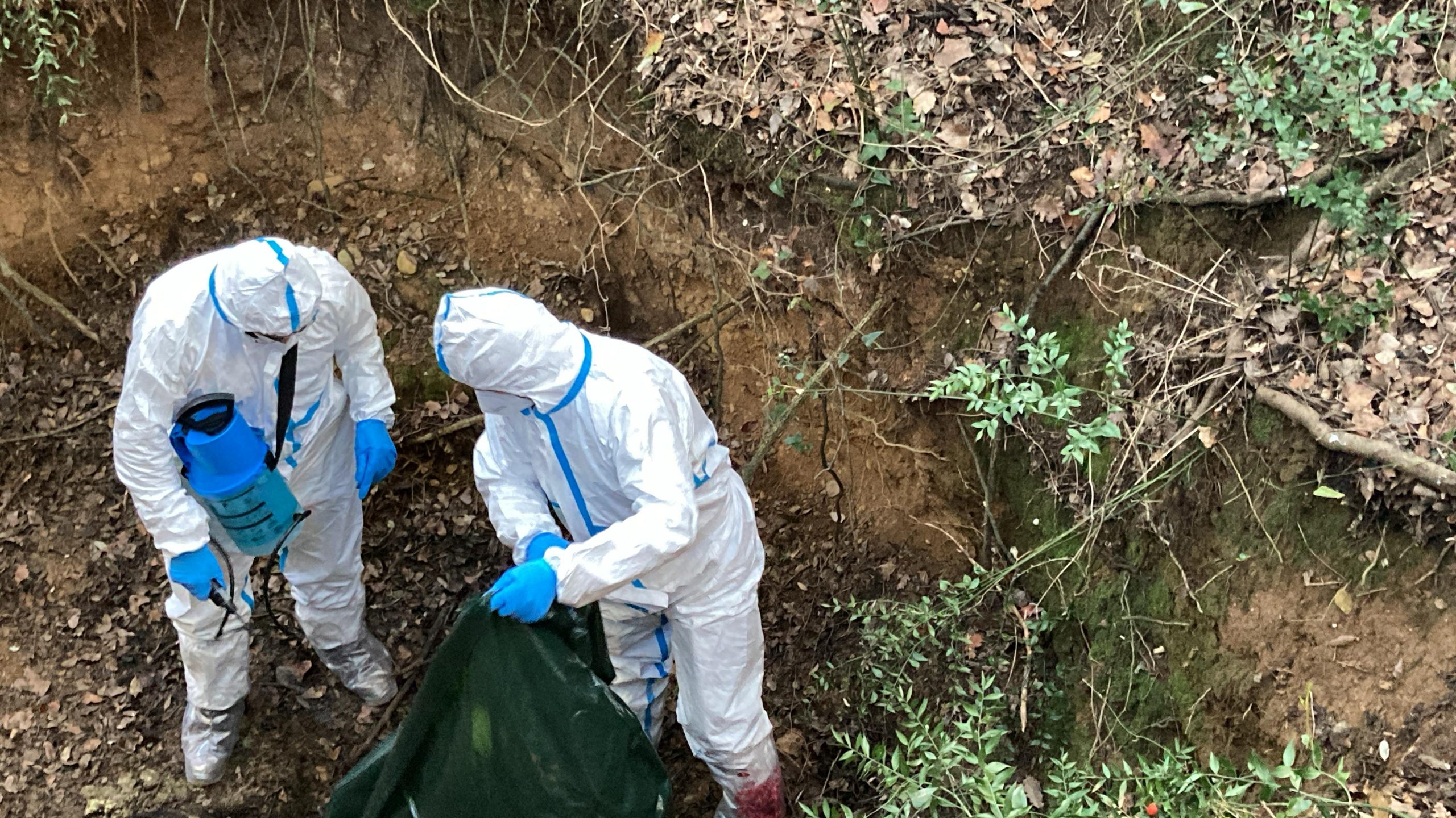 Pesta porcina africana: què és, com s’escampa i per què preocupa el primer focus detectat a Espanya en 30 anys