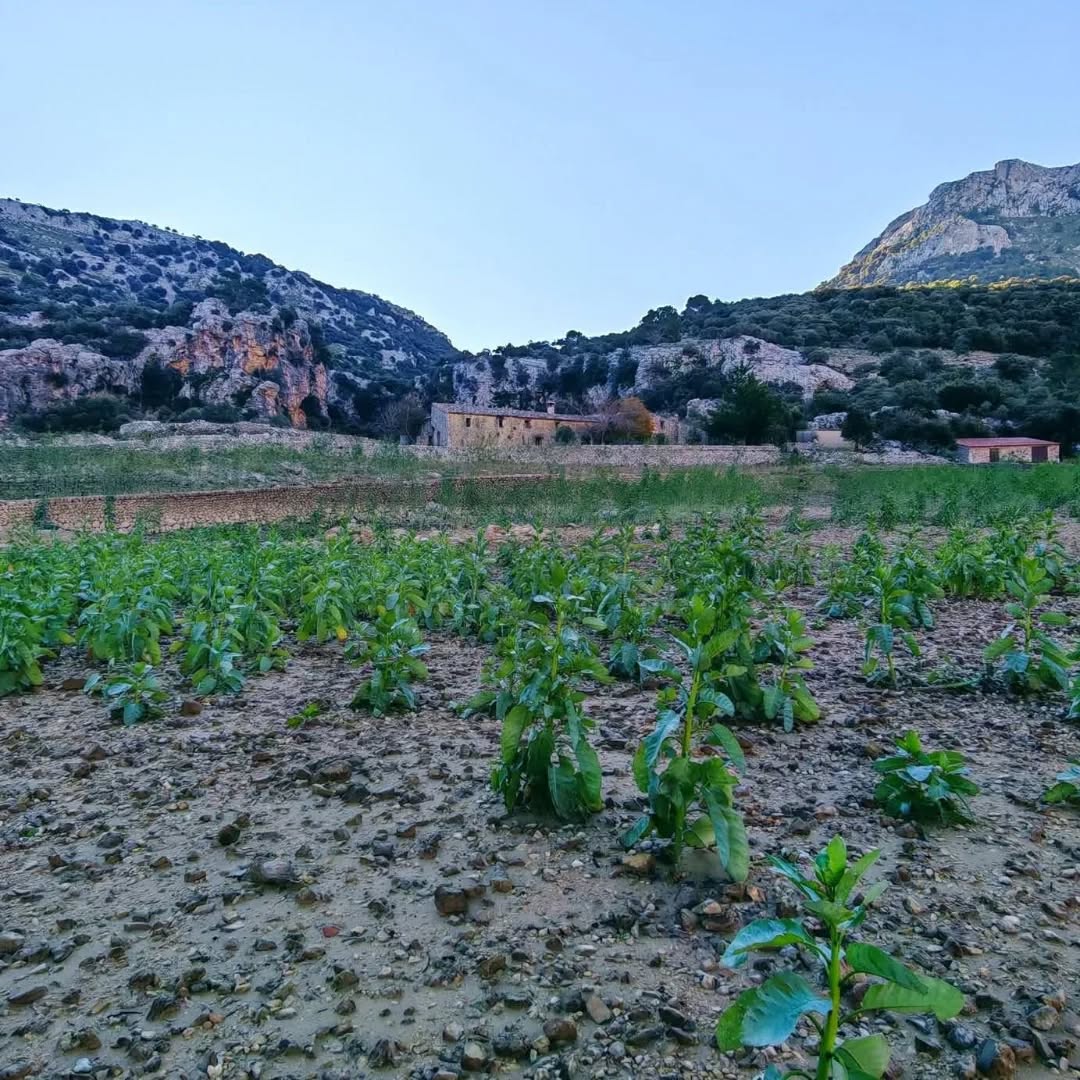Una planta invasora amenaça la potabilitat de l'aigua del Gorg Blau