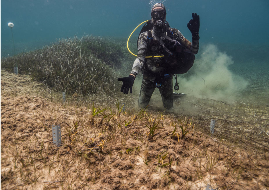 L'IMEDEA posa en pràctica noves tècniques per a la replantació de posidònia