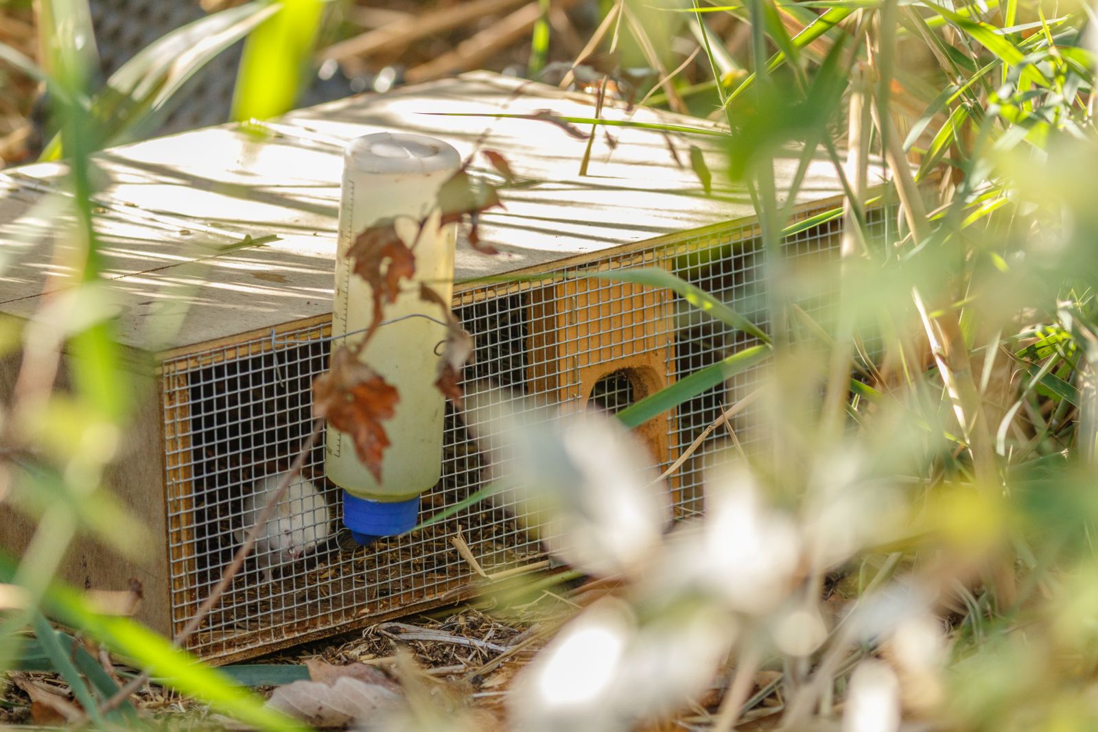 IbizaPreservation captura 584 serps invasores en la campanya de 2025