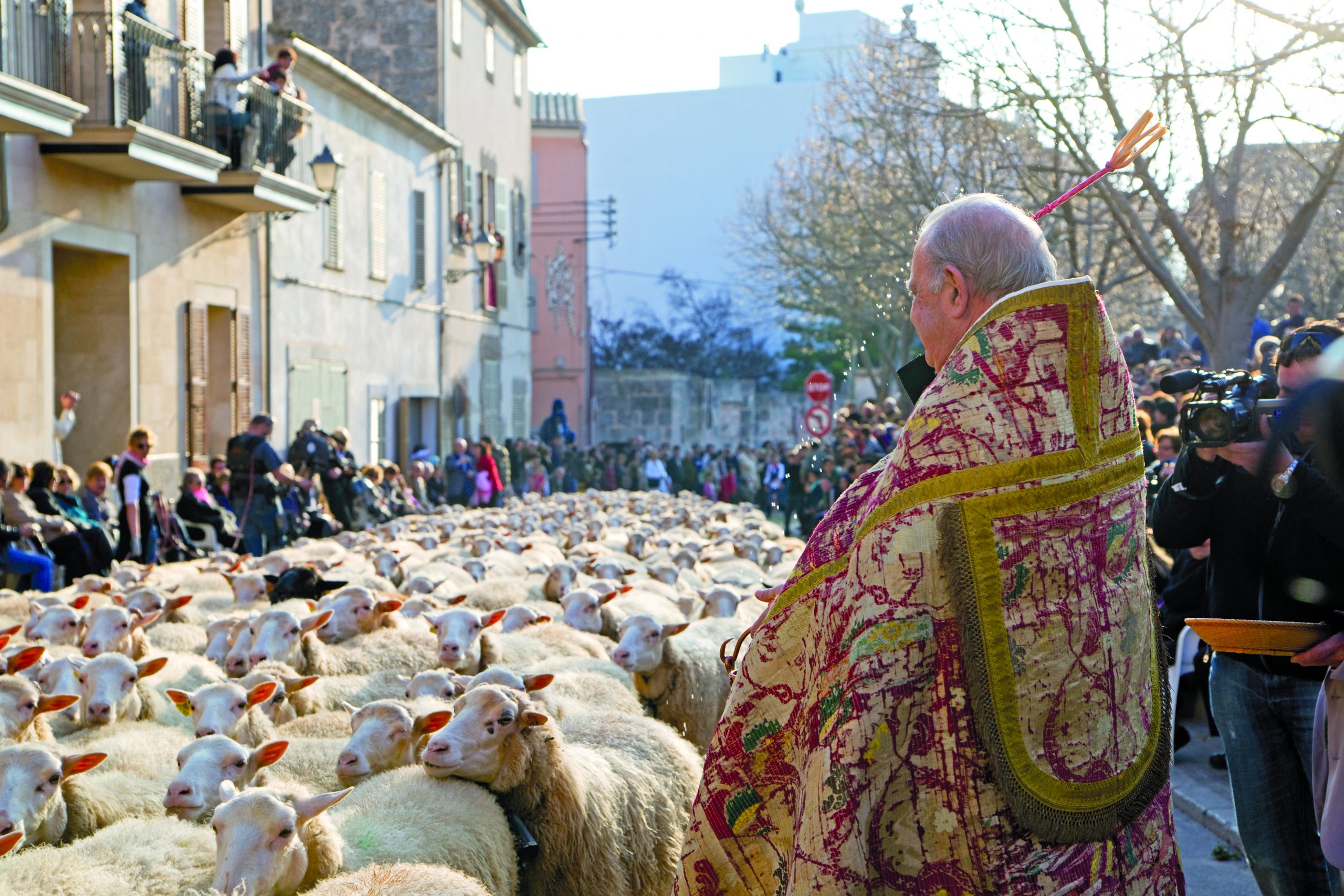 El Consell de Mallorca ha iniciat el procediment per declarar les Beneïdes de Sant Antoni de Muro com a Bé d’Interès Cultural Immaterial (BICIM), en reconeixement del seu valor històric, cultural, social i identitari. Es tracta d’una de les manifestacions festives més arrelades del calendari murer i d’un dels actes més emblemàtics dedicats a Sant Antoni Abat arreu de Mallorca. Les Beneïdes constitueixen l’acte central i més multitudinari de les festes de Sant Antoni al municipi. La celebració simbolitza el vincle històric entre la comunitat, el cicle agrari i la devoció al sant, patró dels animals i de la pagesia. La festa combina rituals religiosos, elements simbòlics, música, dansa, gastronomia i una participació intergeneracional que s’ha mantingut viva al llarg dels segles. Els orígens documentats de la festivitat es remunten a l’edat mitjana. Amb el pas del temps, la celebració ha evolucionat sense perdre’n l’essència, incorporant nous elements que conviuen amb els més tradicionals. Entre els trets característics destaquen la benedicció dels animals, la desfilada de carrosses, la presència dels dimonis, els xeremiers, la banda de música, els gegants i els caparrots, així com l’ús de símbols com el penó de Sant Antoni, la murta, l’aigua beneïda i la indumentària tradicional. La celebració s’emmarca dins el mes de gener, just després de les festes de Nadal i Reis, i dona inici a un conjunt d’activitats d’oci, bauxa, cultura i entreteniment que omplen el municipi. La revetlla del 16 de gener és un dels moments més intensos del calendari festiu. Aquell vespre, el fred d’hivern es combina amb la calor dels foguerons, que esdevenen punts de trobada d’amics i familiars. El ball dels dimonis i de Sant Antoni, davant l’esplanada de l’Ajuntament, dona pas a l’encesa dels foguerons amb un correfoc que omple el poble de llum i color. Durant la revetlla, la majoria de carrers organitzen foguerons on es comparteixen torrades de llonganissa i botifarró, espinagades, vi i el so constant de les ximbombes. Després del sopar, la festa continua amb propostes repartides en diferents places: ball de bot davant l’Ajuntament, orquestres i ball de saló a la plaça de la Tercera Edat i la festa del jovent a la plaça de Sant Martí. El 17 de gener, dia de Sant Antoni Abat, patró dels animals i una figura molt estimada al municipi, Muro viu el moment més esperat: les Beneïdes. L’acte sempre se celebra aquest dia, encara que caigui entre setmana, i comença a les 15.30 hores. La festivitat s’inicia amb una gran desfilada d’animals, on no hi falten ovelles i cavalls, però també cans, moixos, ocells, conills i tota mena d’animalets. Petits i grans es vesteixen de pagesos i pageses per portar-los a beneir, en una imatge que reflecteix l’esperit d’una societat tradicionalment agrària. Després de la benedicció, té lloc la desfilada de carrosses, un dels elements més vistosos de la jornada, encapçalada pel penó de Sant Antoni, que marca de manera clara l’inici i el final del recorregut. Aquesta combinació d’elements religiosos, populars i simbòlics ha convertit les Beneïdes en un referent de les festes d’hivern de l’illa. Diversos estudis han documentat la importància d’aquesta celebració dins el patrimoni cultural local. L’investigador murer Damià Payeras Capó (1953) ha dedicat una part destacada de la seva obra a analitzar les festes i balls populars del municipi, amb publicacions a la revista Algebelí, a la Gran Enciclopèdia de Mallorca i a les Jornades d’Estudis Locals de Muro, de les quals fou impulsor i coordinador. La seva obra Festes i balls populars de Muro recull amb detall la riquesa d’aquest llegat festiu. La documentació històrica situa l’arribada de la devoció a Sant Antoni a Mallorca després de la conquesta catalana de 1229, de la mà dels frares antonians amb el suport del rei Jaume I. Ja al segle XIV es té constància d’un altar dedicat a Sant Antoni de Viana a l’església de Sant Joan Baptista de Muro. Aquesta devoció es manté viva amb elements patrimonials com el frontal de tissú sobre fons d’argent datat el 1875, que s’exposa anualment el dia del sant. La vitalitat de la festa també es reflecteix en les incorporacions més recents. El 2004 s’estrenaren els gegants xeremiers Antoni i Joan; el 2005 es recuperaren les figures demoníaques, que posteriorment augmentaren en nombre; el 2006 s’hi afegí la colla dels Dimonis de sa Pedrera i, el 2015, els caparrots que representen personatges vinculats a la vida de les possessions mureres. La tradició de Sant Antoni també es nodreix de llegendes populars, com la del porquet que el sant hauria curat d’una deformitat i que des d’aleshores l’acompanya. D’aquí prové el simbolisme del porc com a emblema de la societat pagesa i costums antics com la cria comunitària d’un porquet, propietat de l’església, que es rifava o subhastava per Sant Antoni. El sant és considerat protector dels conreus, de les terres i dels oficis tradicionals relacionats amb els animals. El reconeixement com a Bé d’Interès Cultural Immaterial suposa posar en valor una festa que combina patrimoni, identitat i participació col·lectiva, amb unes Beneïdes que continuen marcant el calendari festiu de Muro i projectant la vila arreu de Mallorca.