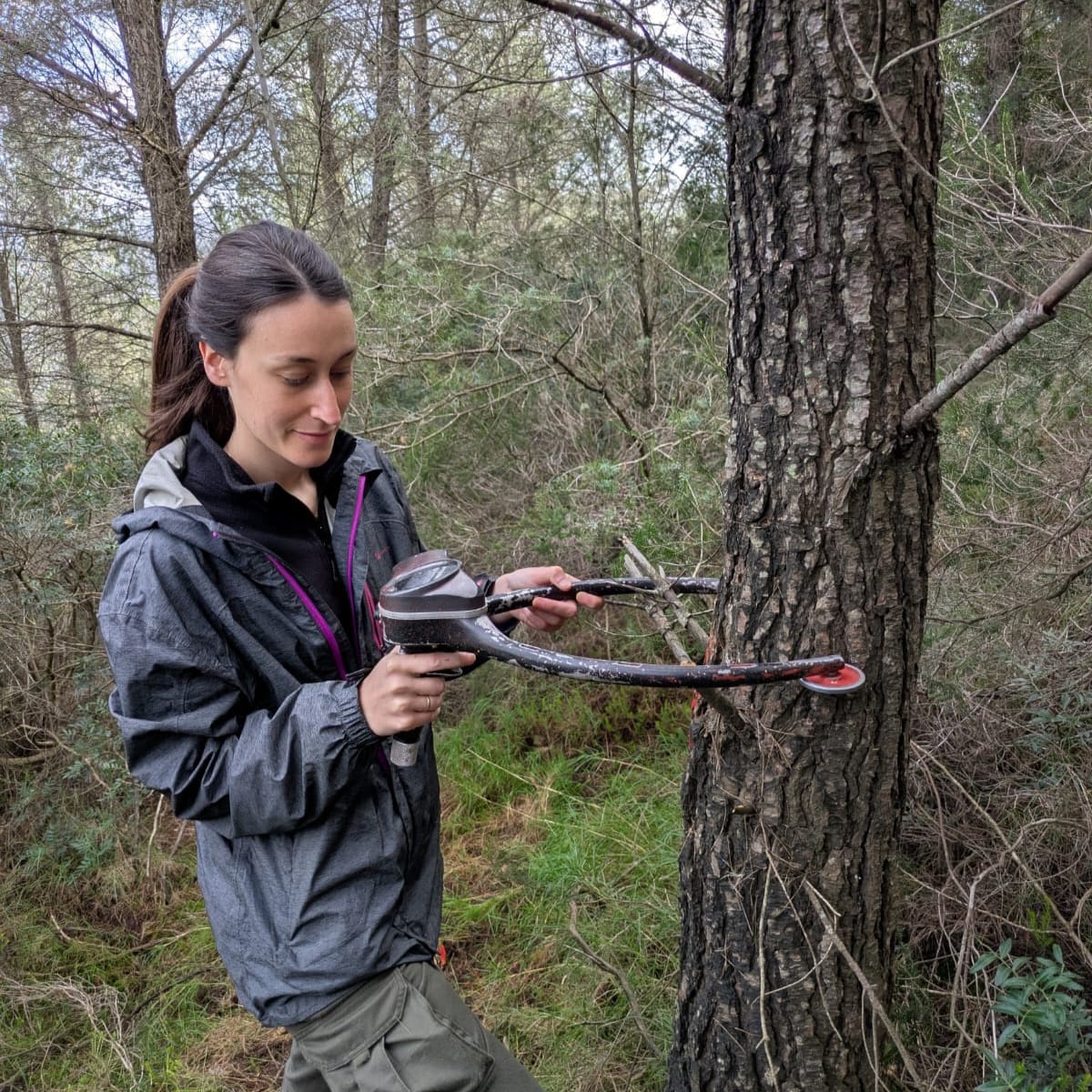 El Govern encarrega un nou Mapa Forestal que calcularà amb exactitud les masses d'arbrat als boscos