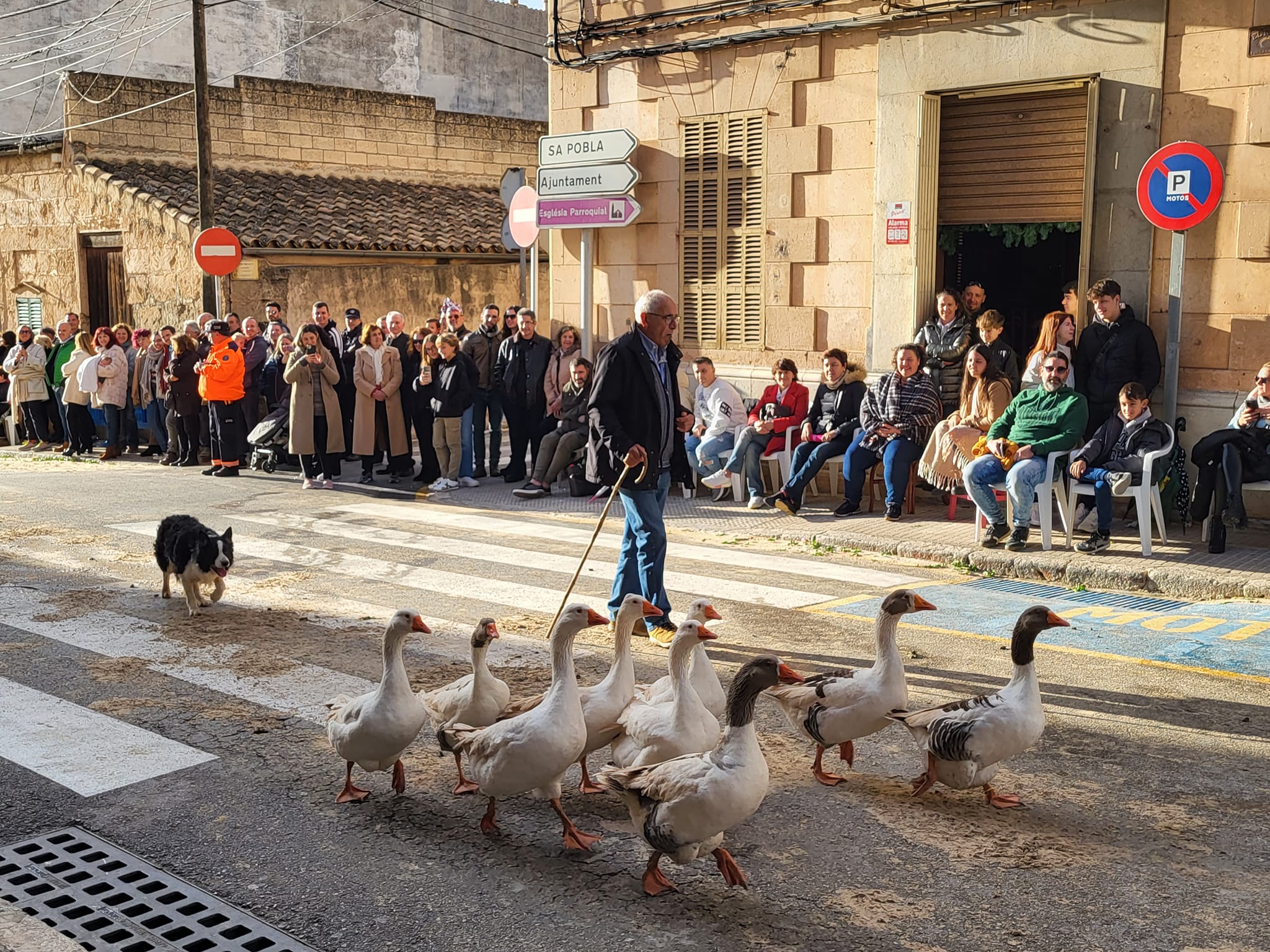 La llengua blava i la grip aviària condicionen les beneïdes de Sant Antoni