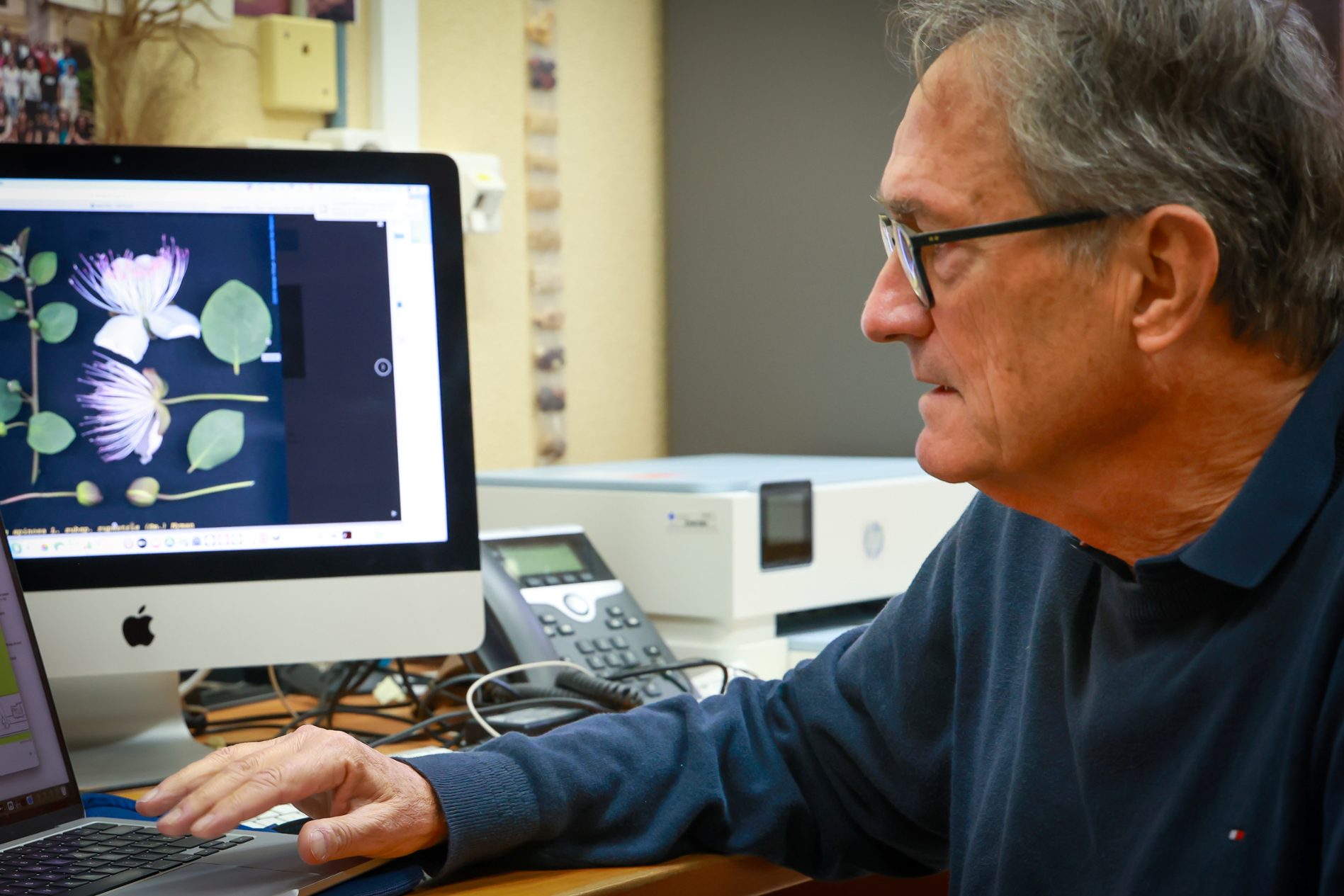 L'Herbari Virtual del Mediterrani Occidental compleix 25 anys com a referent en botànica en línia