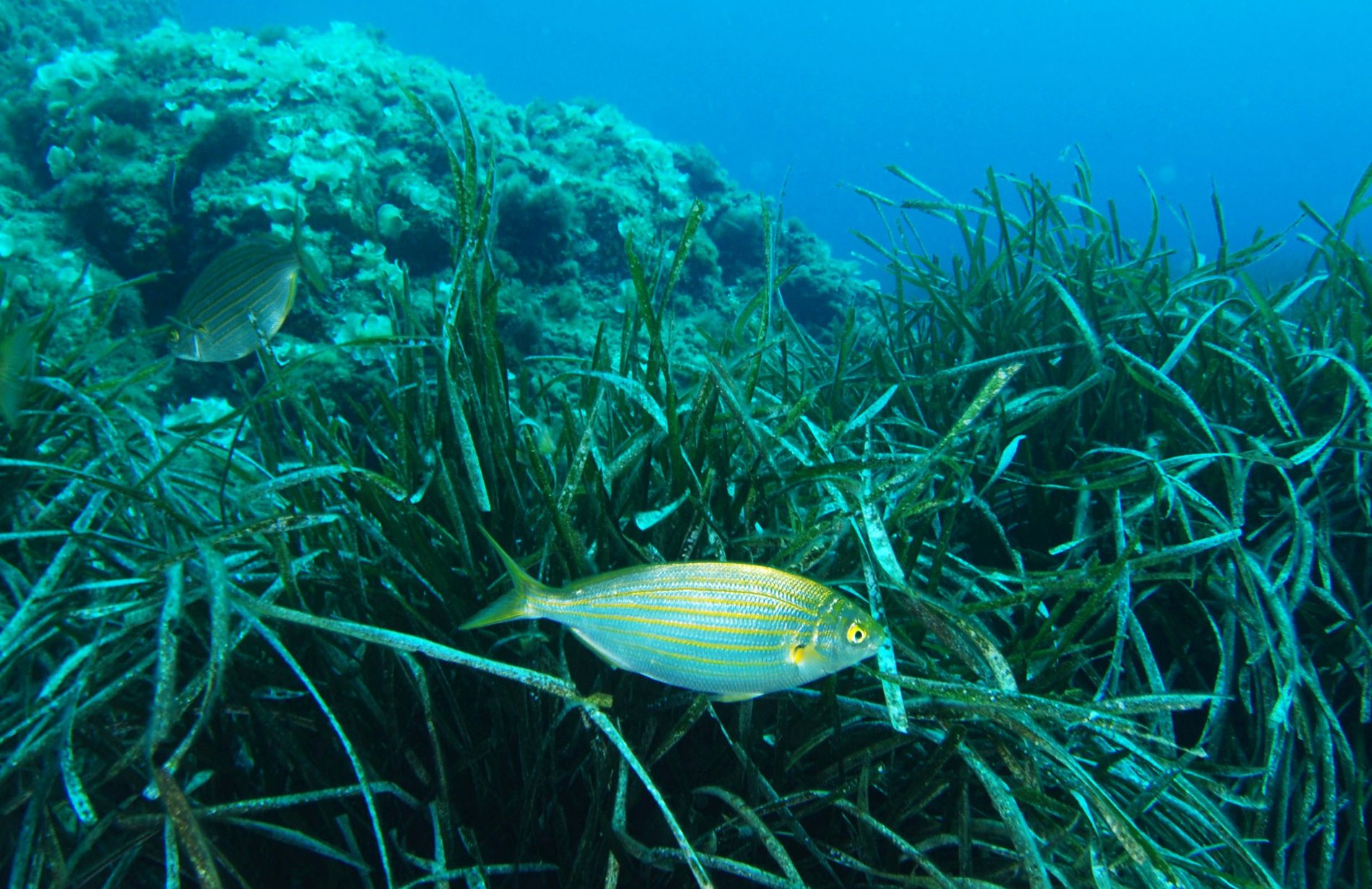 La IA permet fer un seguiment precís de l'evolució les praderies de posidònia a tota la Mediterrània