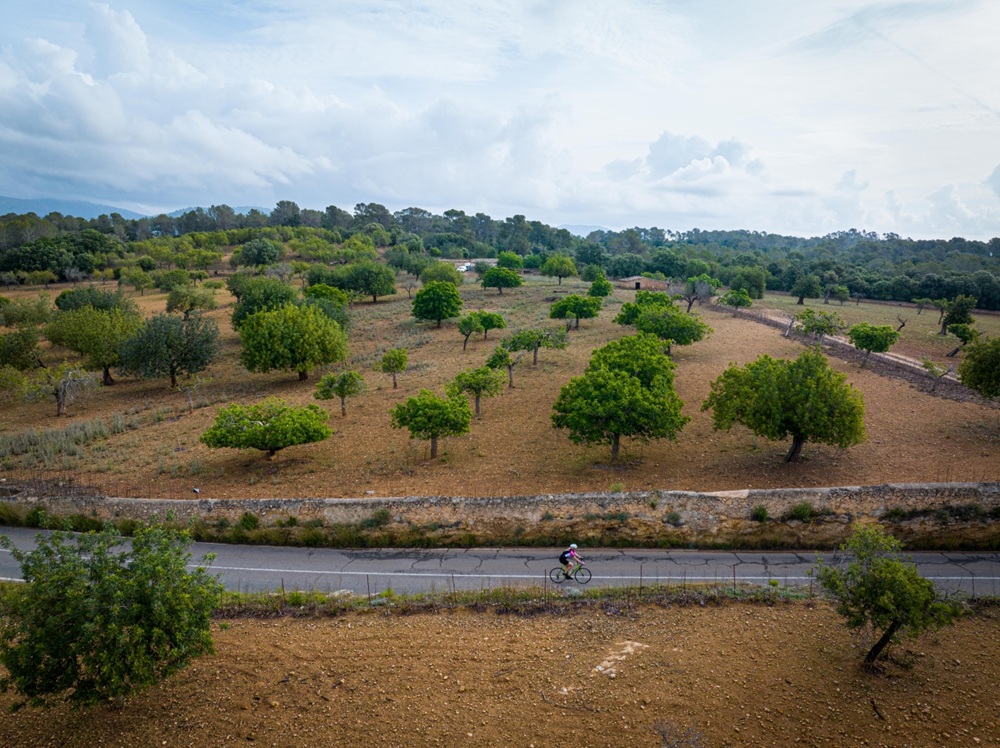 La Mancomunitat des Raiguer ha finalitzat els treballs de redacció del Pla d’Arbrat Urbà dels municipis de Búger, Campanet, Mancor de la Vall i Selva, amb l’objectiu de dotar els consistoris d’un instrument tècnic rigorós que orienti la gestió, planificació i millora de l’arbrat públic en clau de sostenibilitat, seguretat i adaptació climàtica. Aquest contracte s’emmarca al Pla de Sostenibilitat Turística en Destí de la Mancomunitat des Raiguer "Cycling Raiguer" 2023, finançat amb fons Next Generation EU, i alineat amb els principis de la transició ecològica i la millora de l’entorn urbà. El Pla d’Arbrat, desenvolupat per l’empresa TECNIGRAL, ha inclòs una diagnosi integral de l’estat de l’arbrat, el càlcul de serveis ecosistèmics mitjançant tecnologia especialitzada, una anàlisi de riscos estructurals i la definició d’un model d’arbrat municipal a llarg termini, basat en criteris científics, normatius i de gestió eficient. El treball s’ha completat amb la redacció de protocols de manteniment, plantació i protecció, així com propostes normatives per a futures actuacions. Amb una inversió de 17.696,25 € (IVA inclòs) i un termini d’execució de cinc mesos, aquesta actuació suposa un pas endavant en la consolidació de l’arbrat com a infraestructura clau per a la salut urbana, la biodiversitat i l’atractiu paisatgístic del territori.