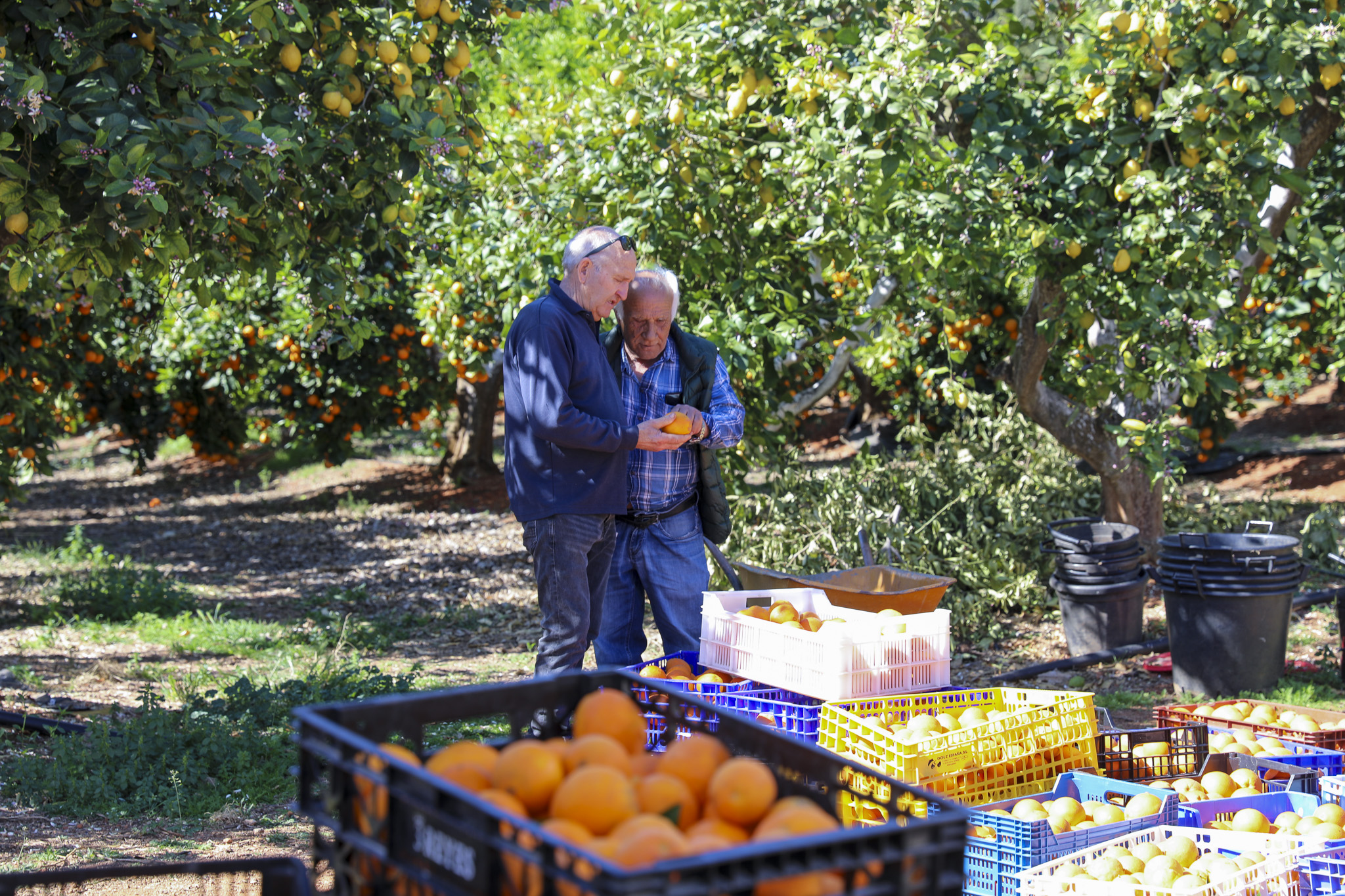 La finca pública de Can Marines lliura 25 tones de fruita i verdura a entitats eivissenques