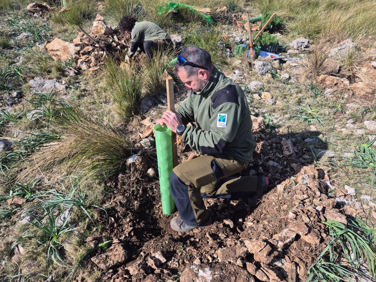La reforestació al Parc Natural de Llevant supera els 20.000 arbres plantats i avança cap a un bosc més resilient