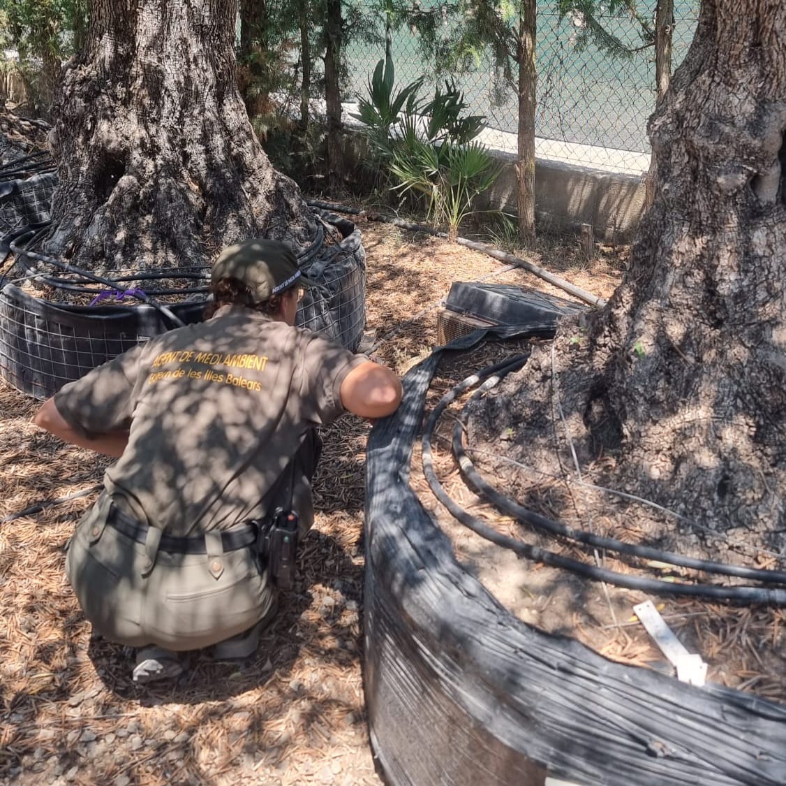 El Govern intensifica el control als vivers amb 94 inspeccions per frenar l’entrada de serps invasores