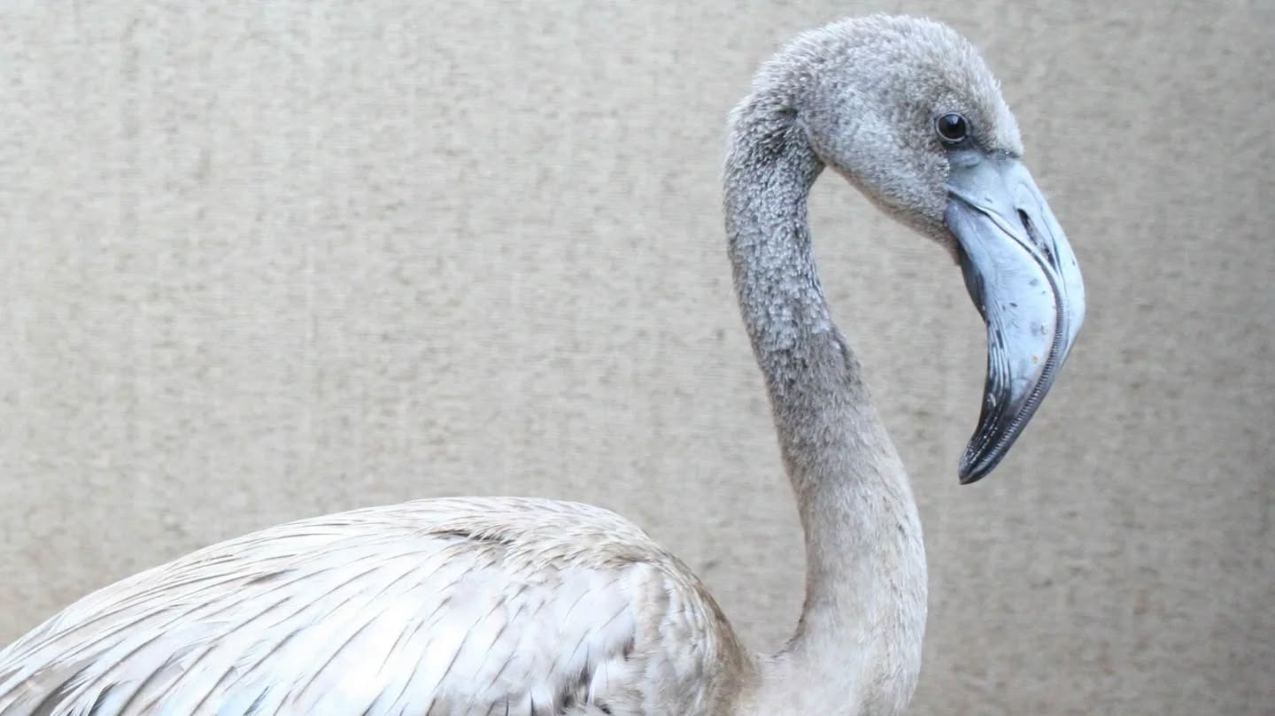 El cas d'un flamenc que viu a cavall de Menorca i el sud de França