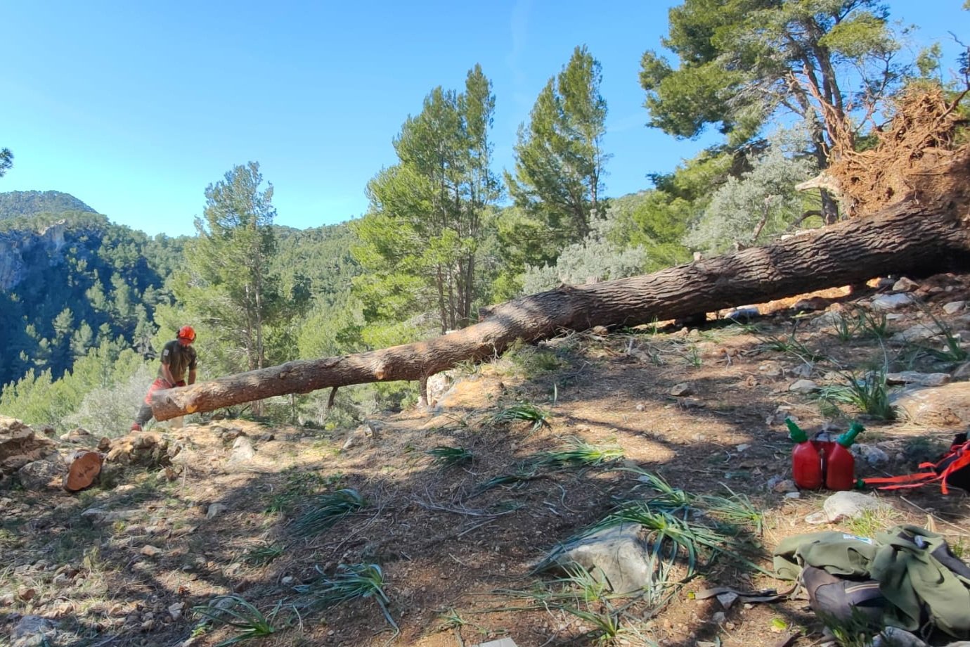 IBANAT retira arbres caiguts pels temporals al jaciment de sa Bastida, a Alaró