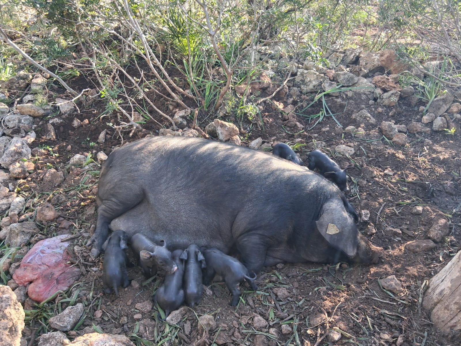 La fauna de Galatzó creix amb un vedell i disset porquets