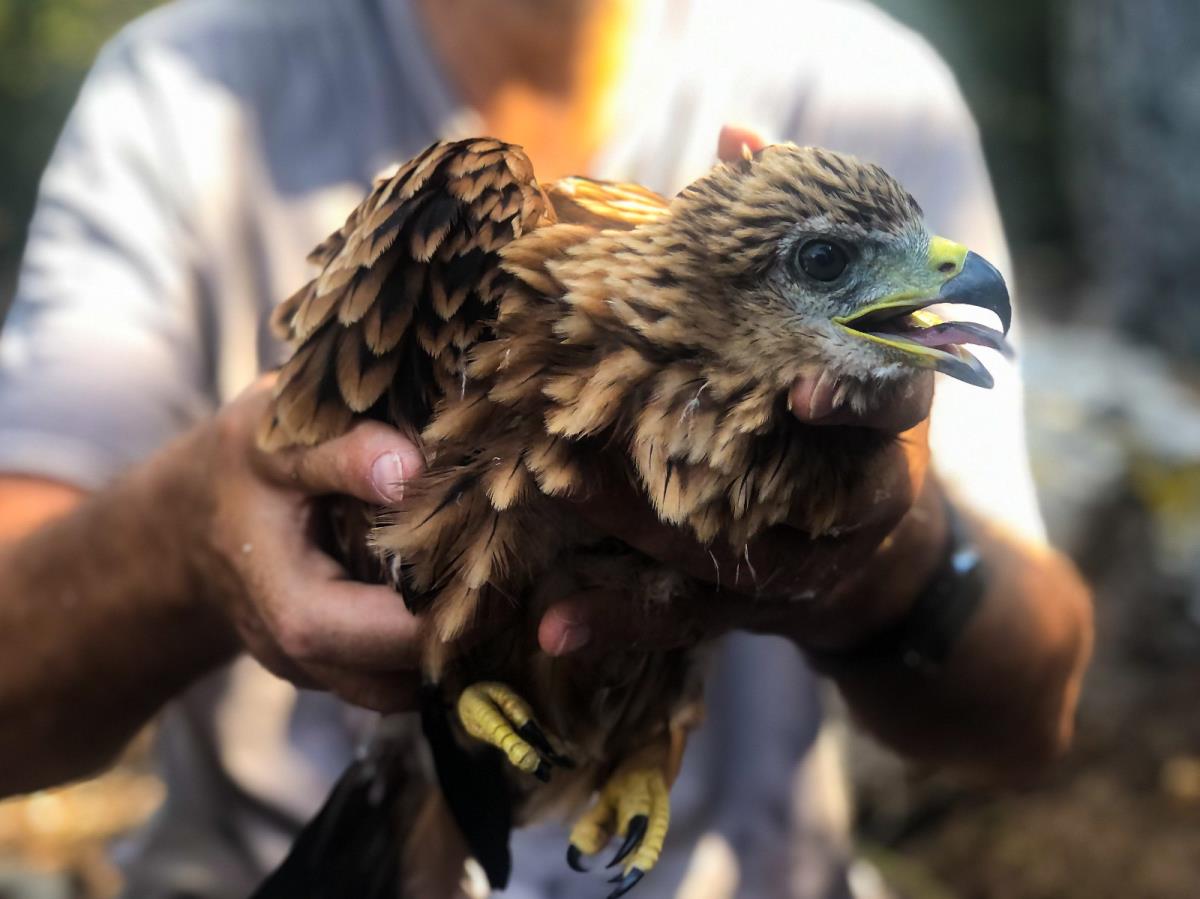 Menorca presenta al IV Congrés Internacional del milà reial els resultats exitosos de 32 anys de conservació