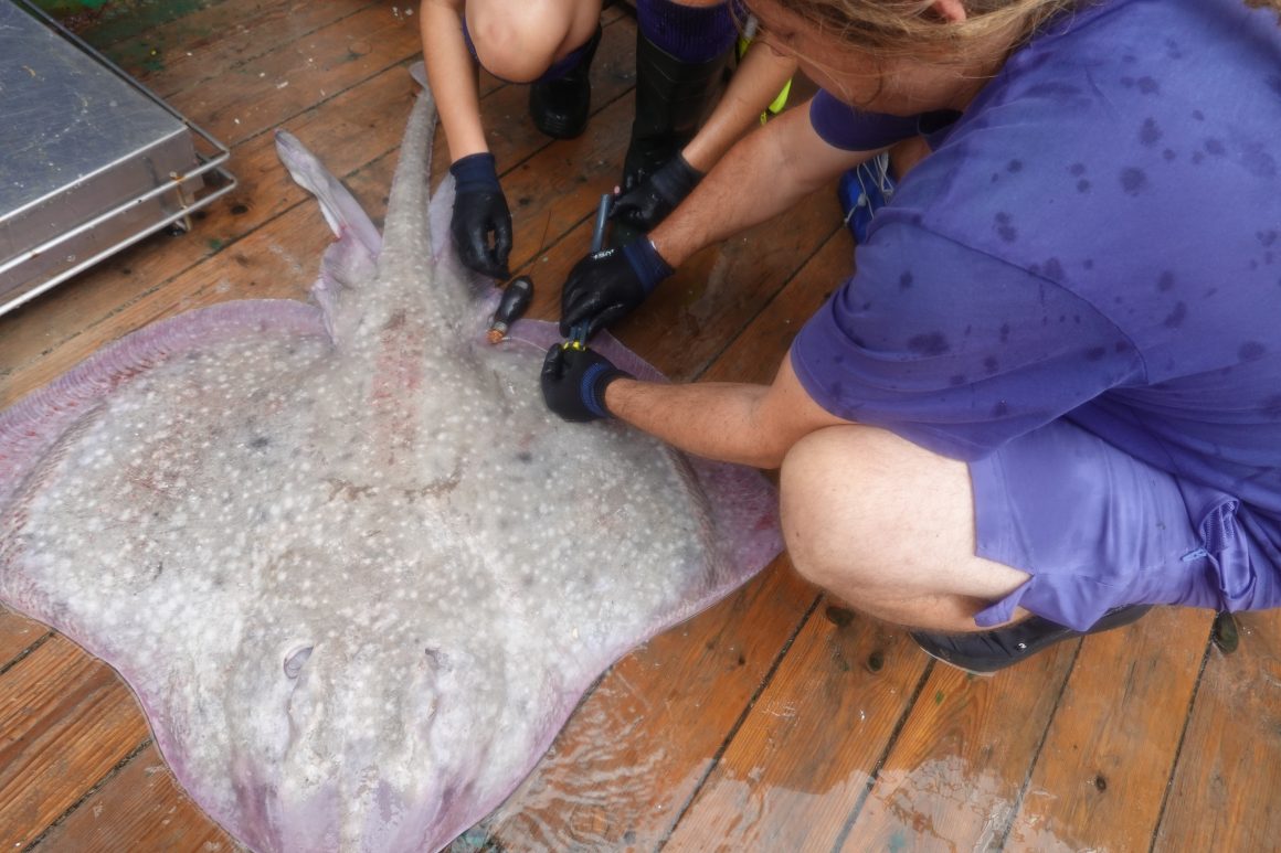 Un estudi basat en l'ADN ambiental identifica vuit espècies de taurons i rajades a les Pitiüses